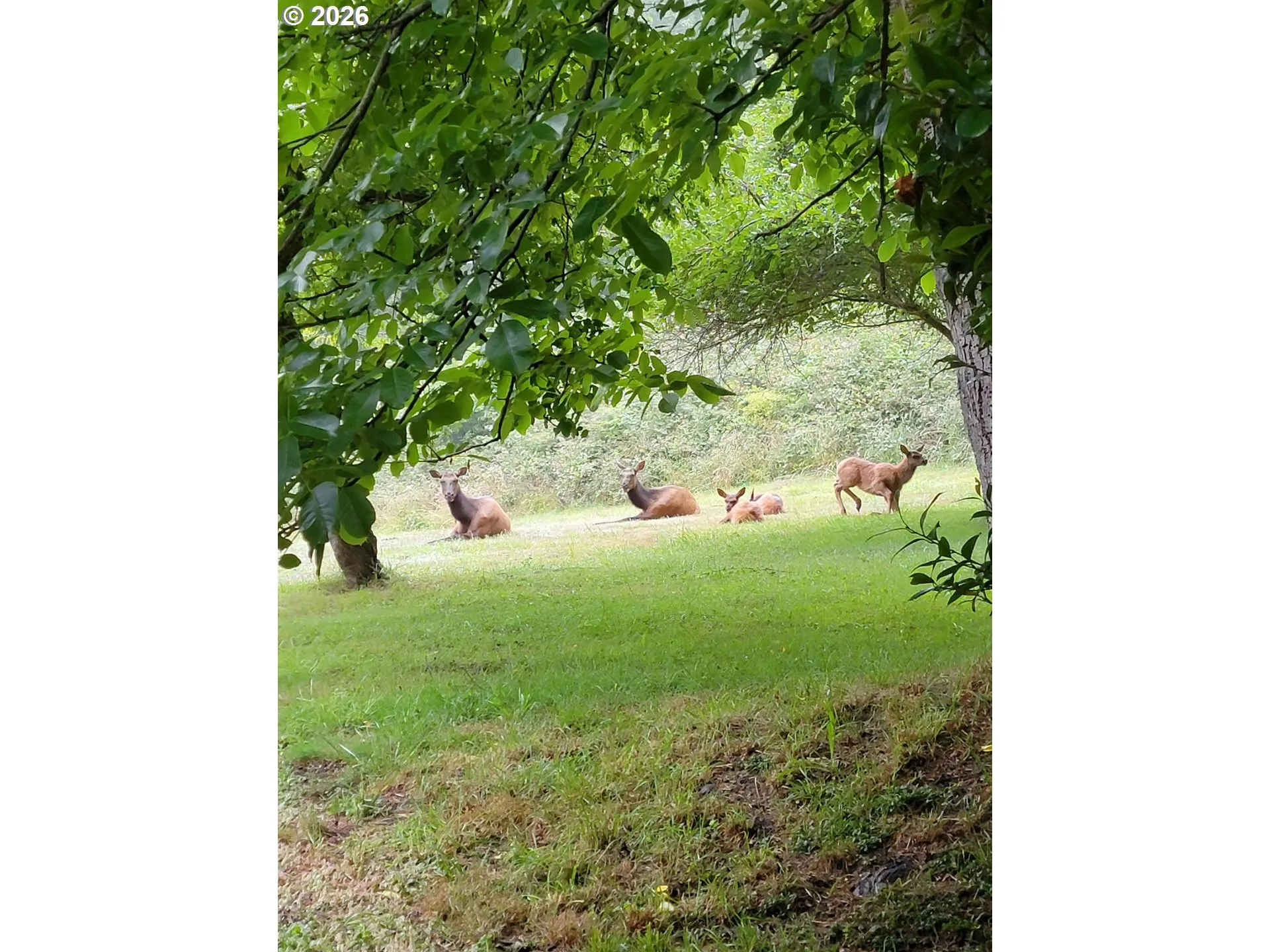 Yard-Trees
