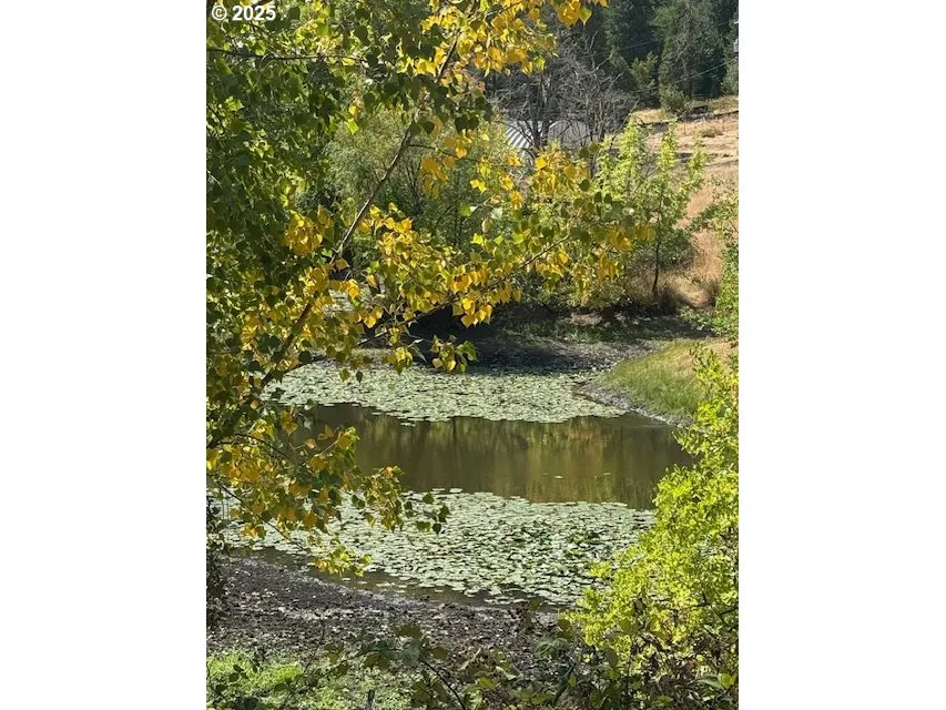 Pond