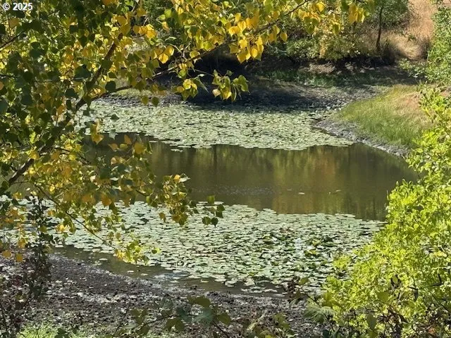 Pond