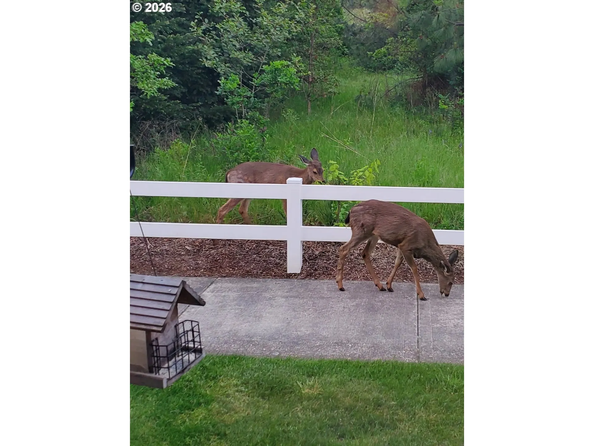 Front Yard