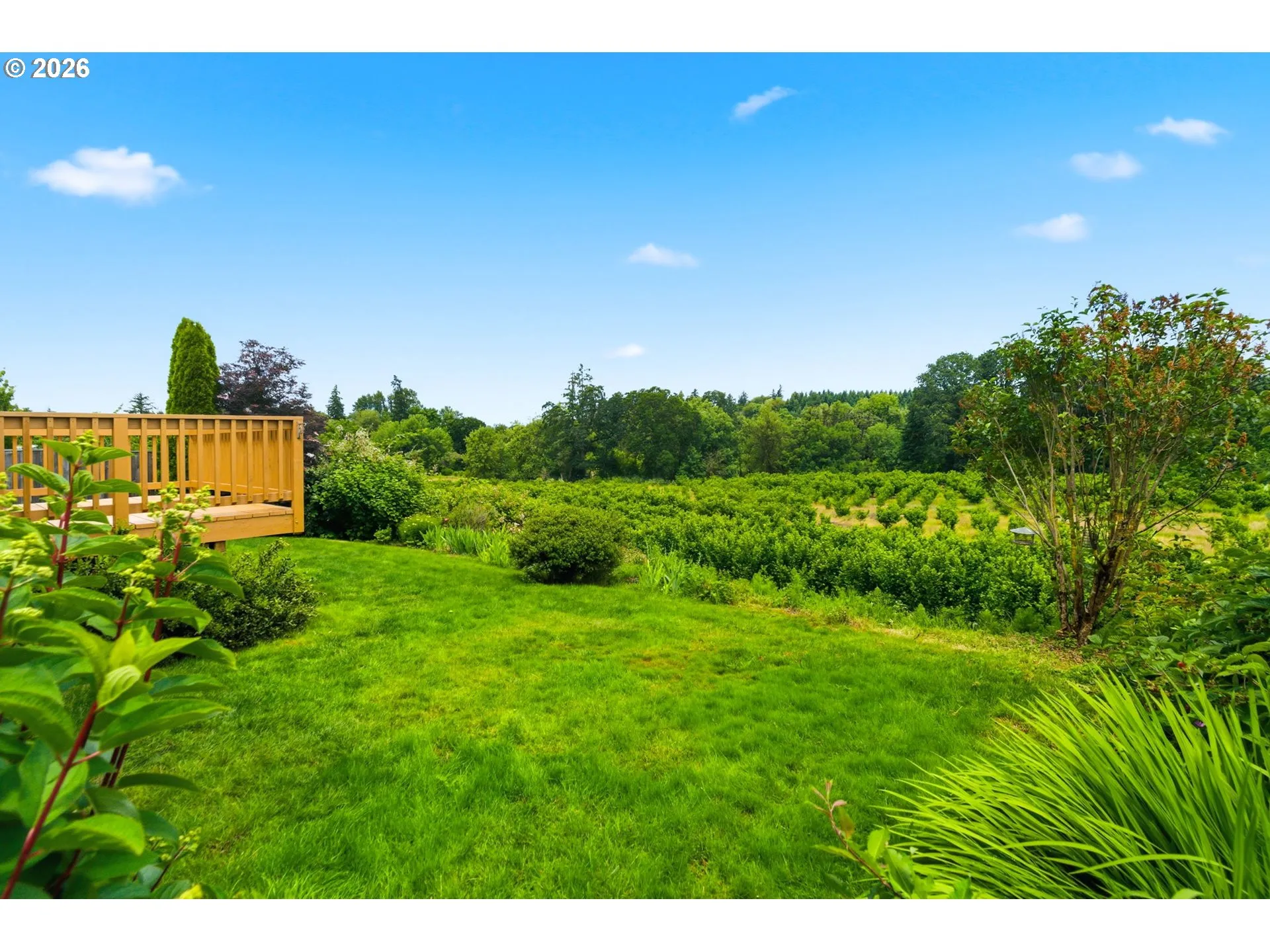 Backyard-View From