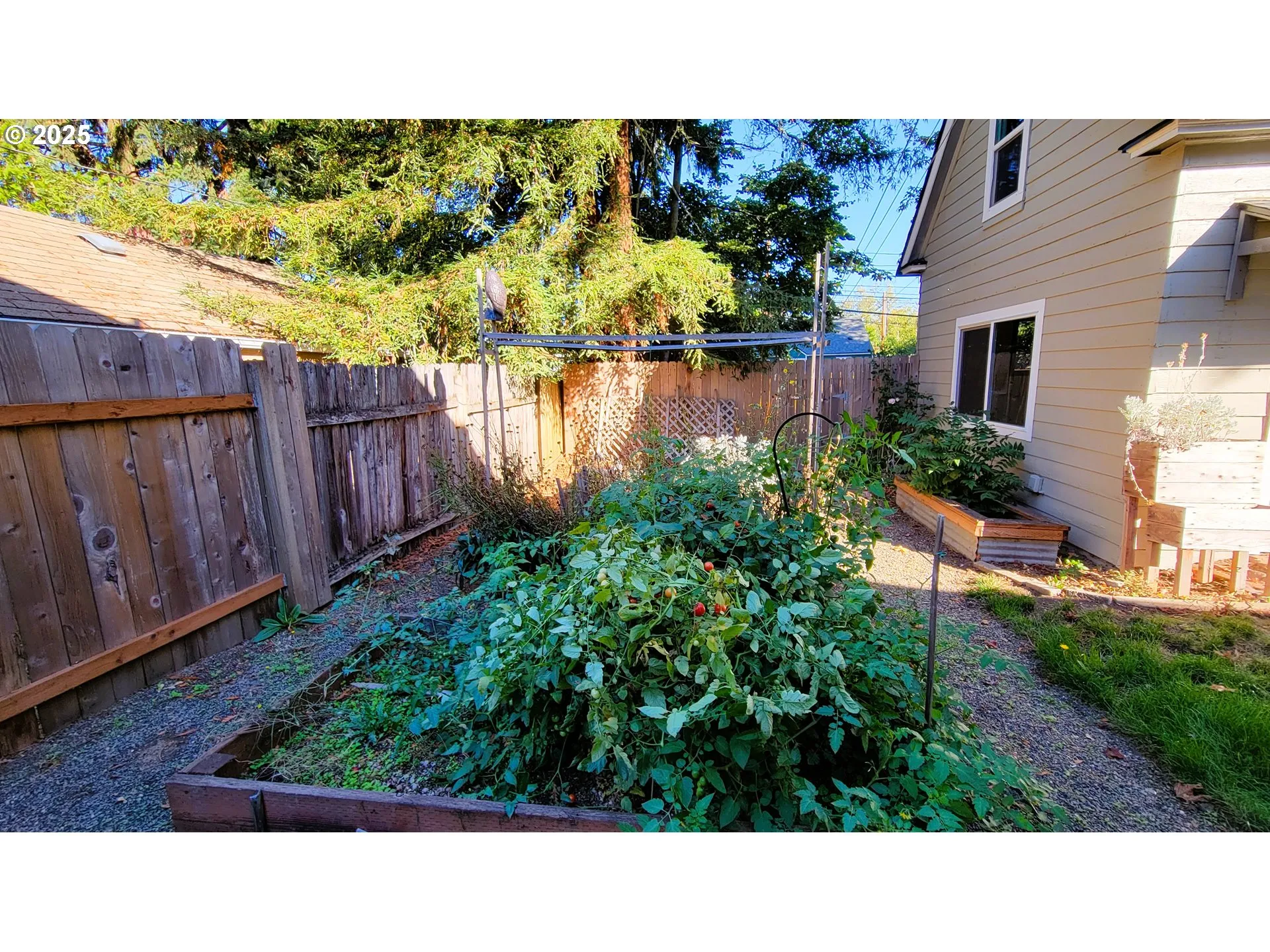 Backyard-# 1