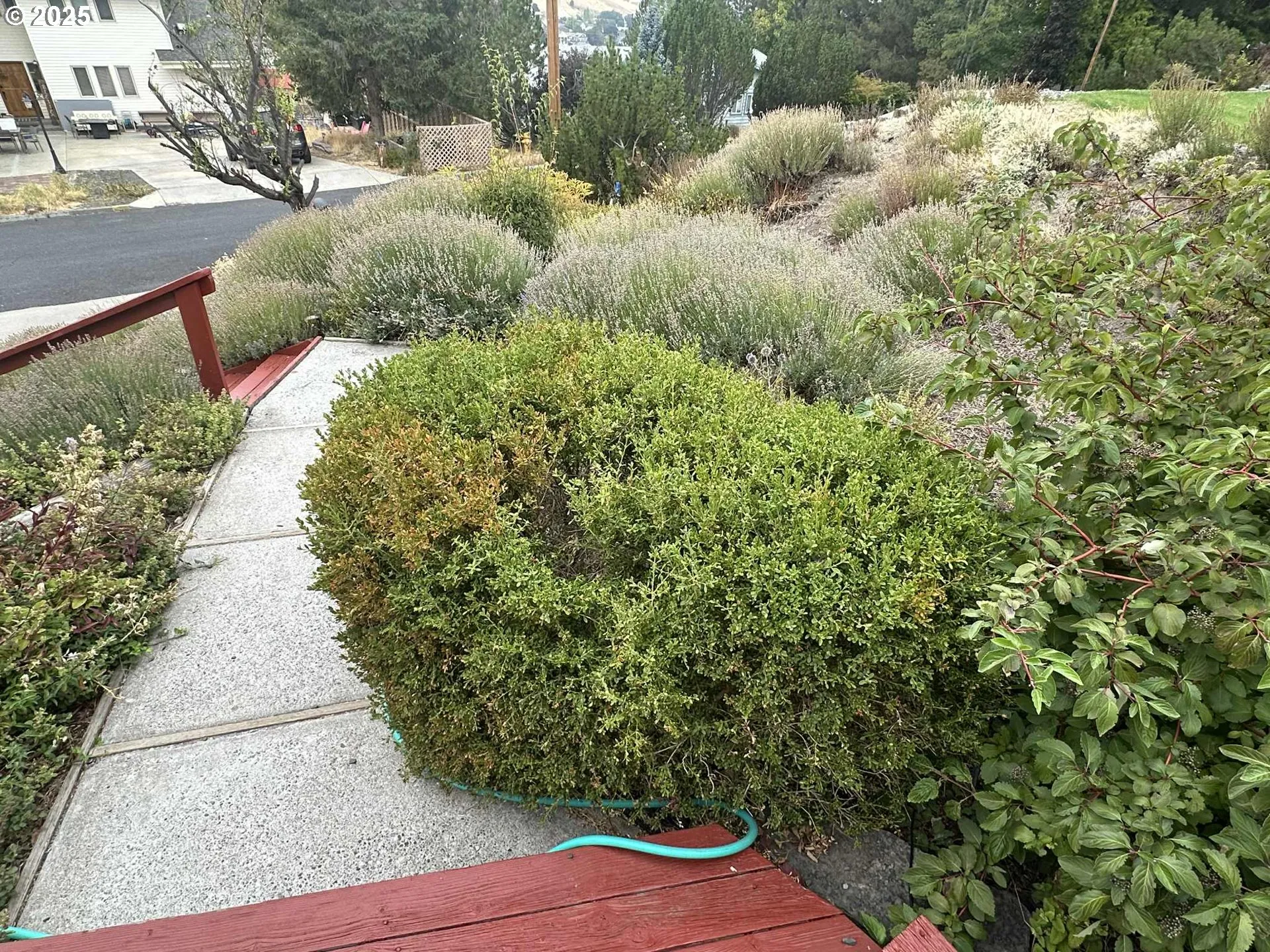Front Yard