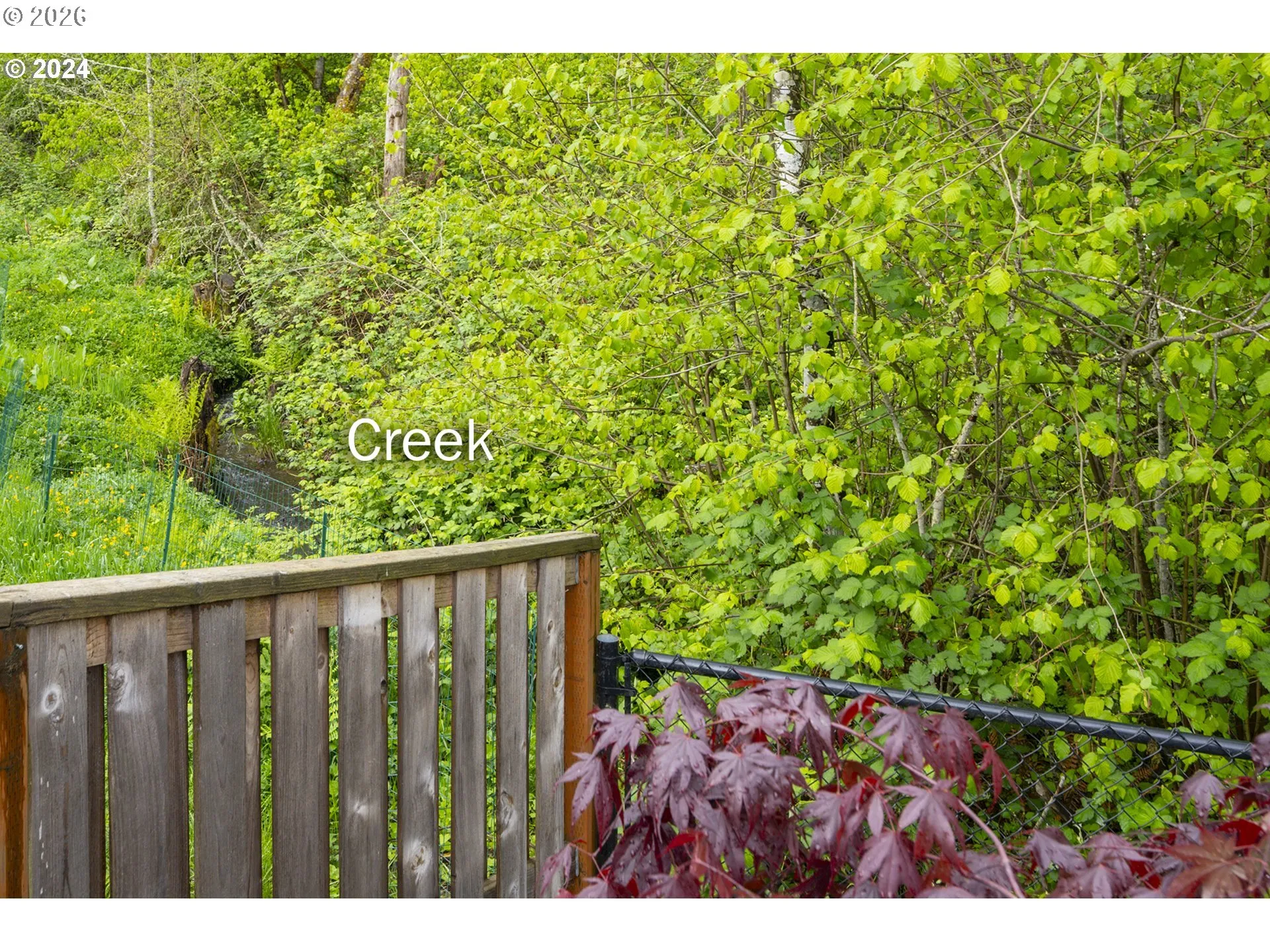 Backyard-View From