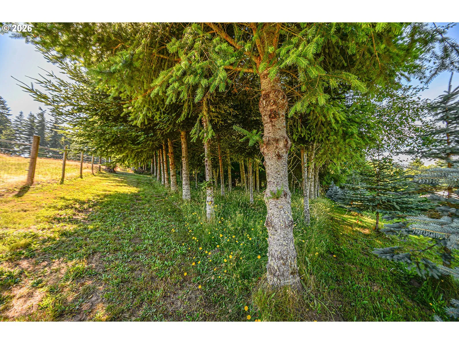 Yard-Trees