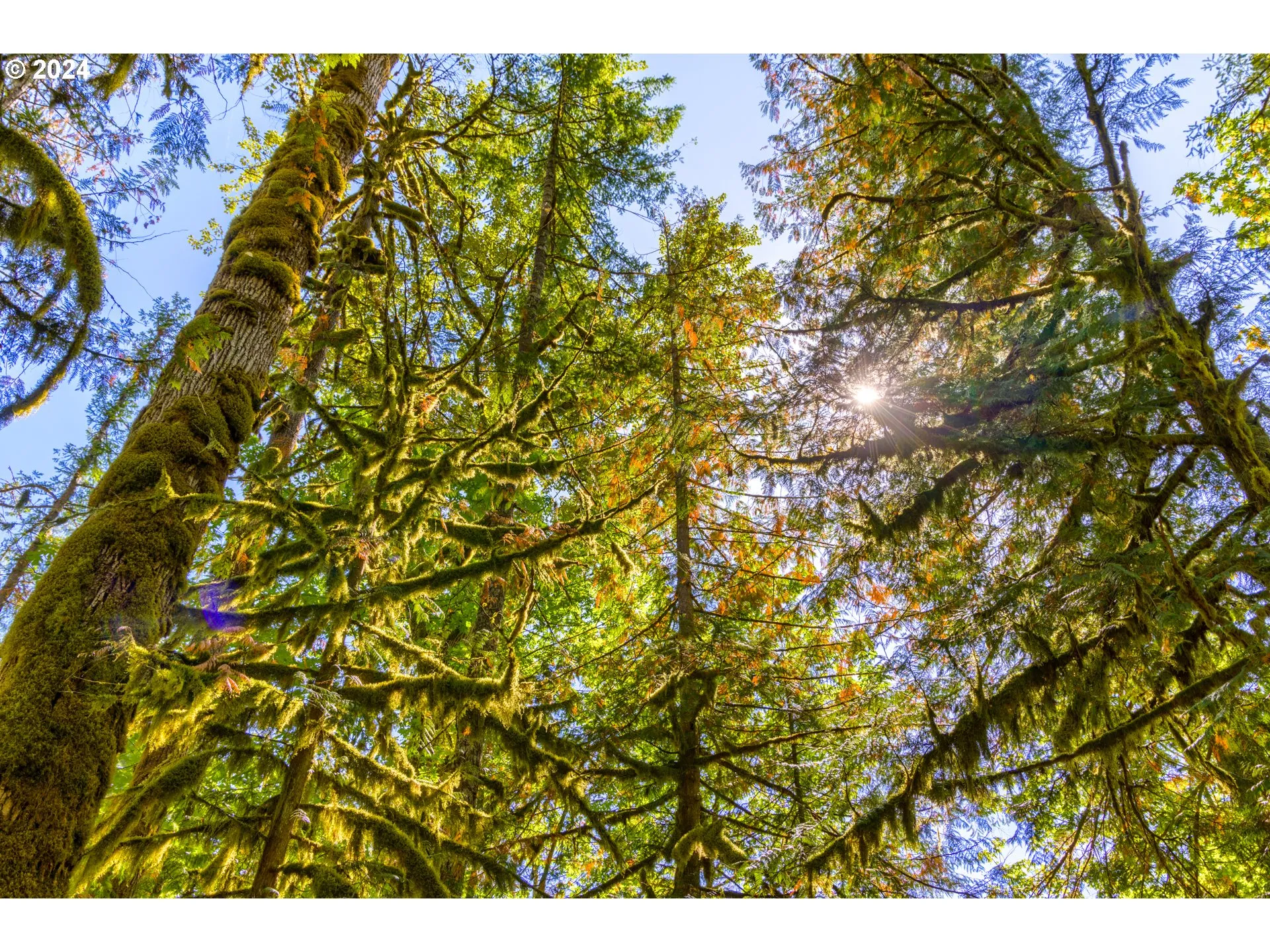 View-Trees