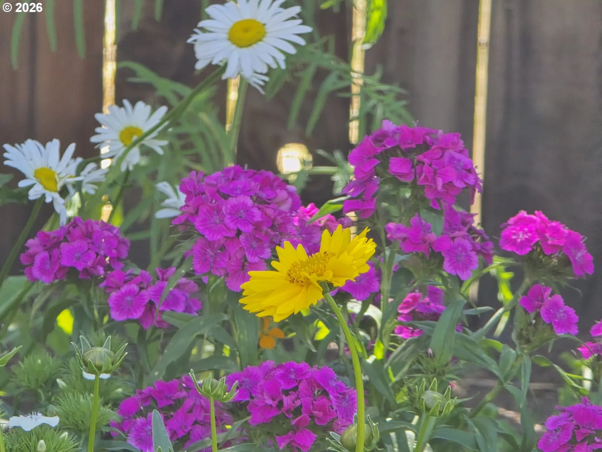 Yard-Landscaped