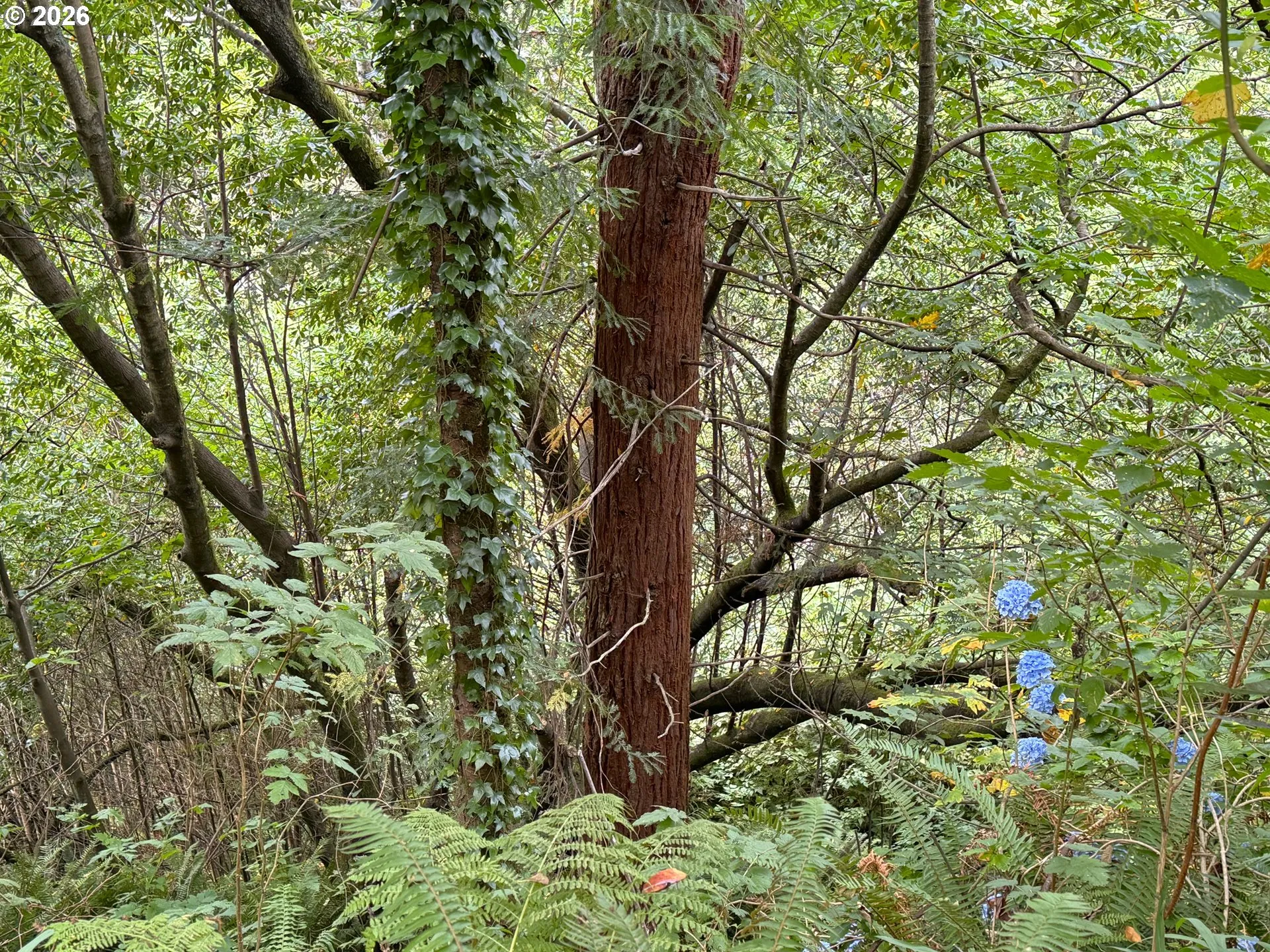Yard-Trees