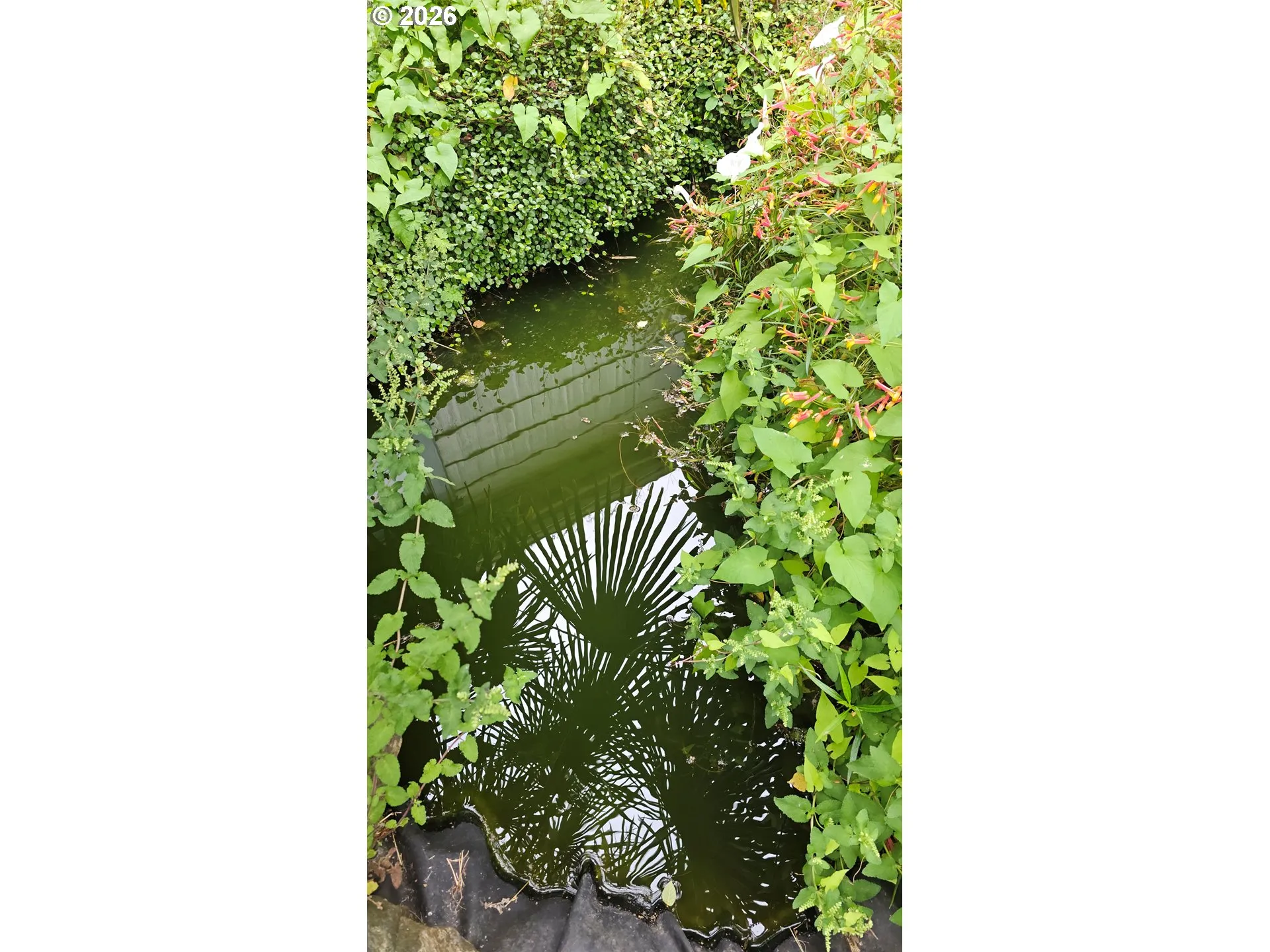 Pond-# 1