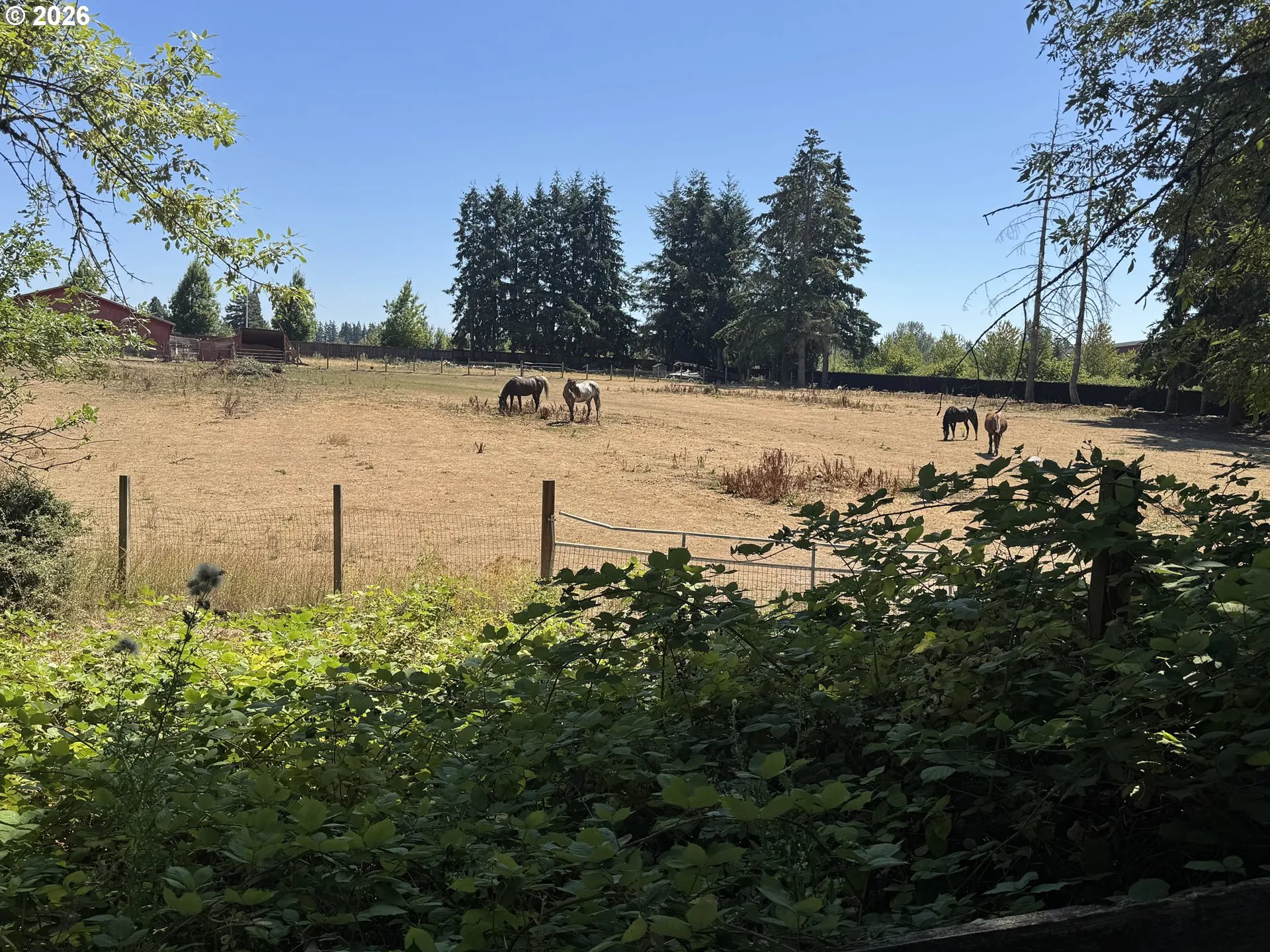 Backyard-View From