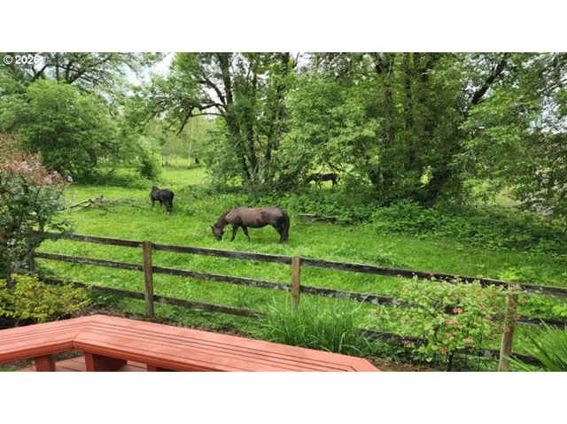Backyard-View From