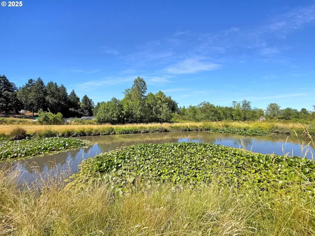Pond