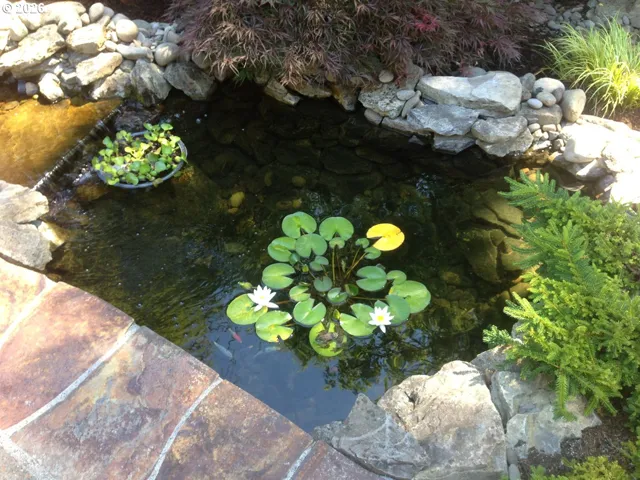 Water Feature