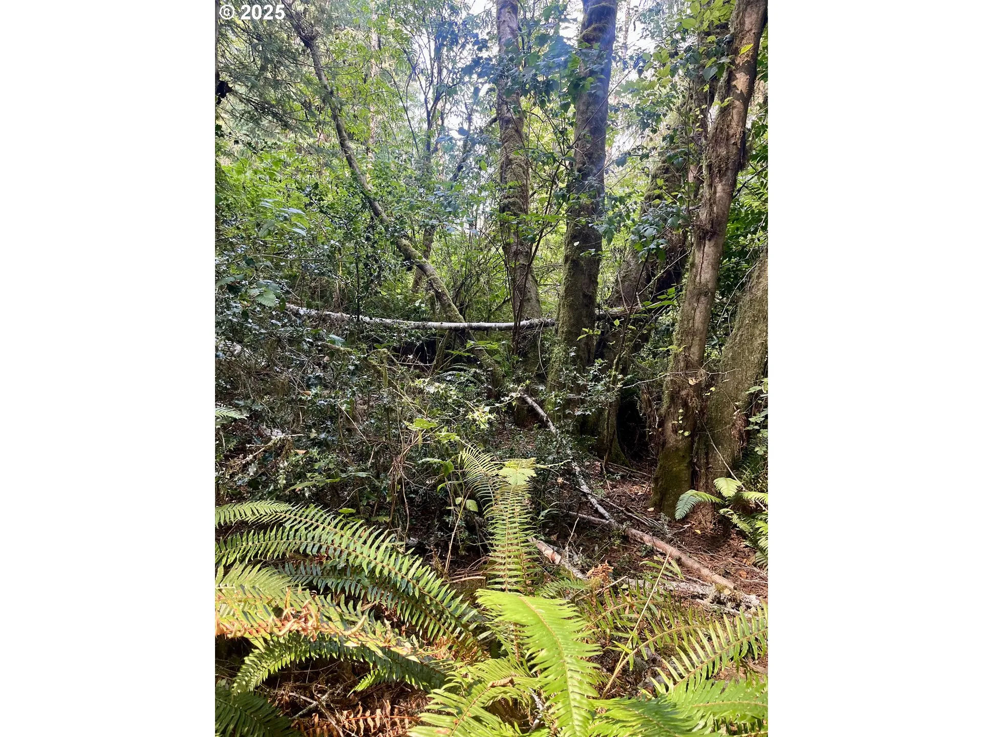 Approximate Property Lines-Wooded / Acreage
