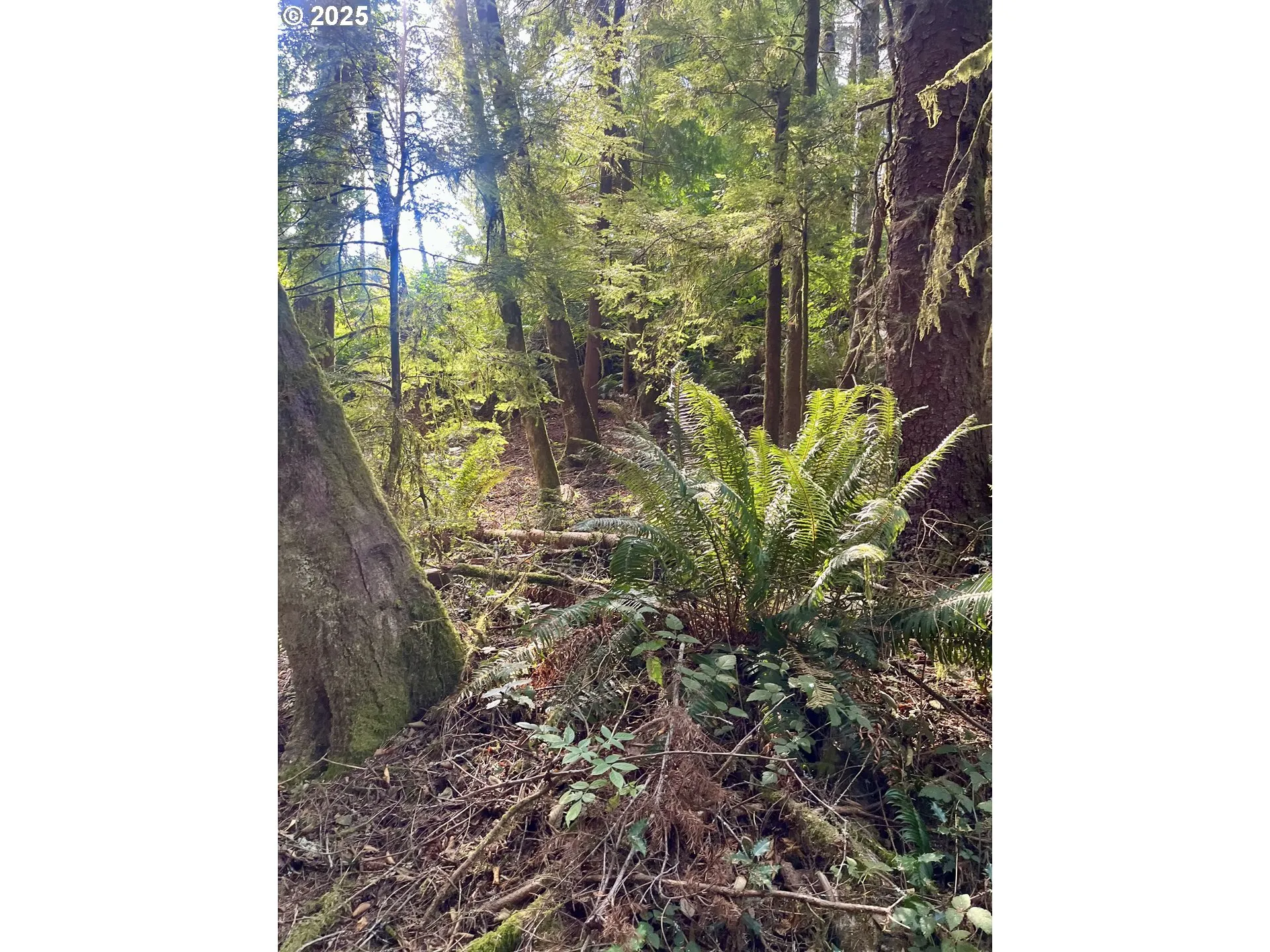 Approximate Property Lines-Wooded / Acreage