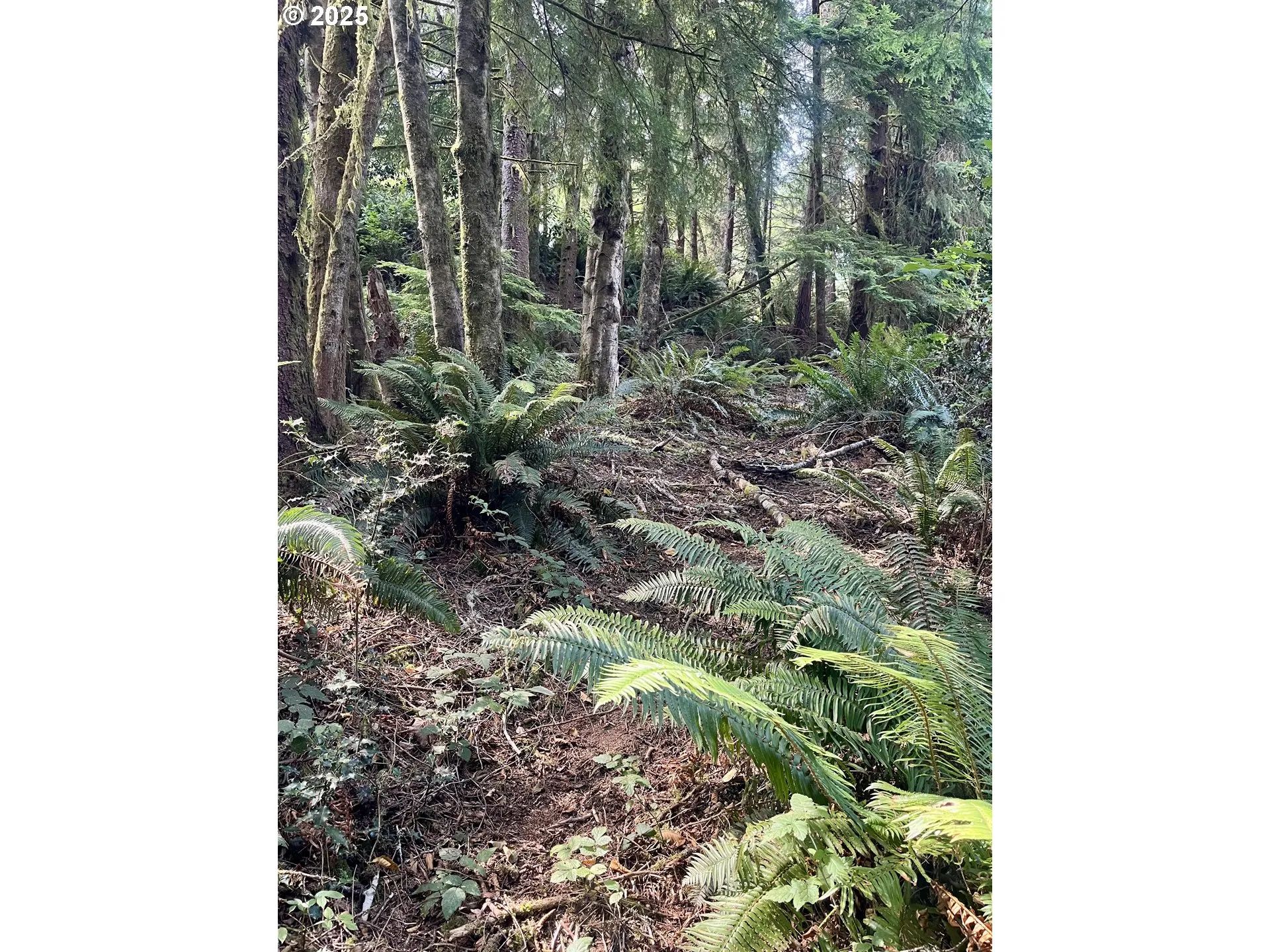 Approximate Property Lines-Wooded / Acreage