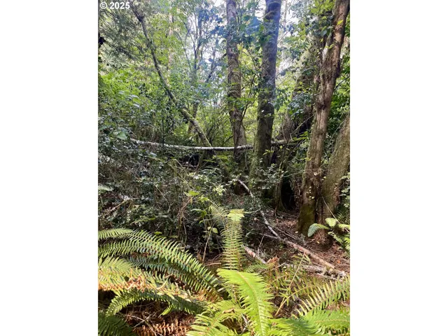 Approximate Property Lines-Wooded / Acreage
