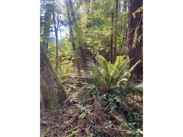 Approximate Property Lines-Wooded / Acreage