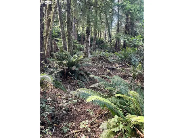 Approximate Property Lines-Wooded / Acreage