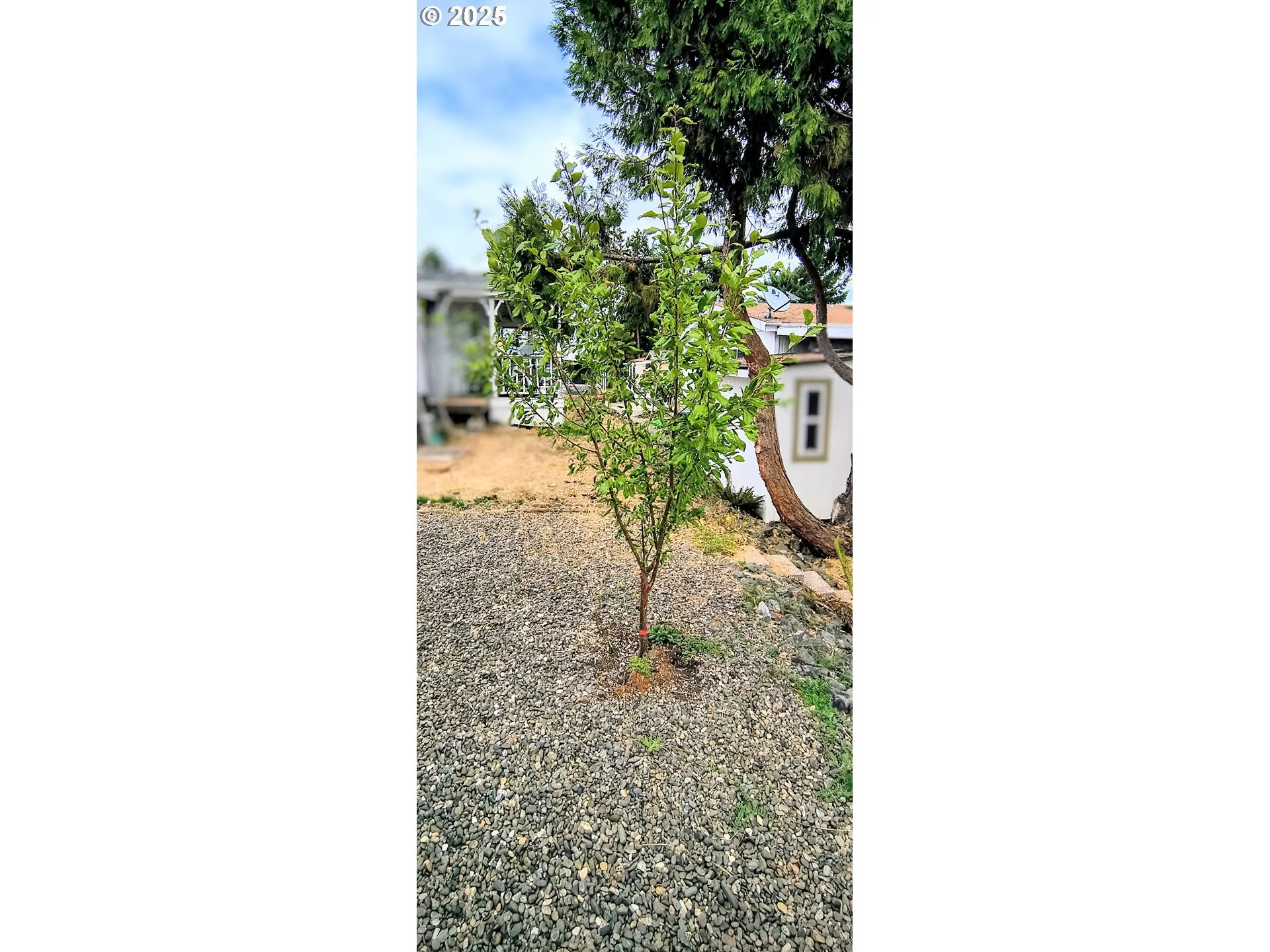 Yard-Trees