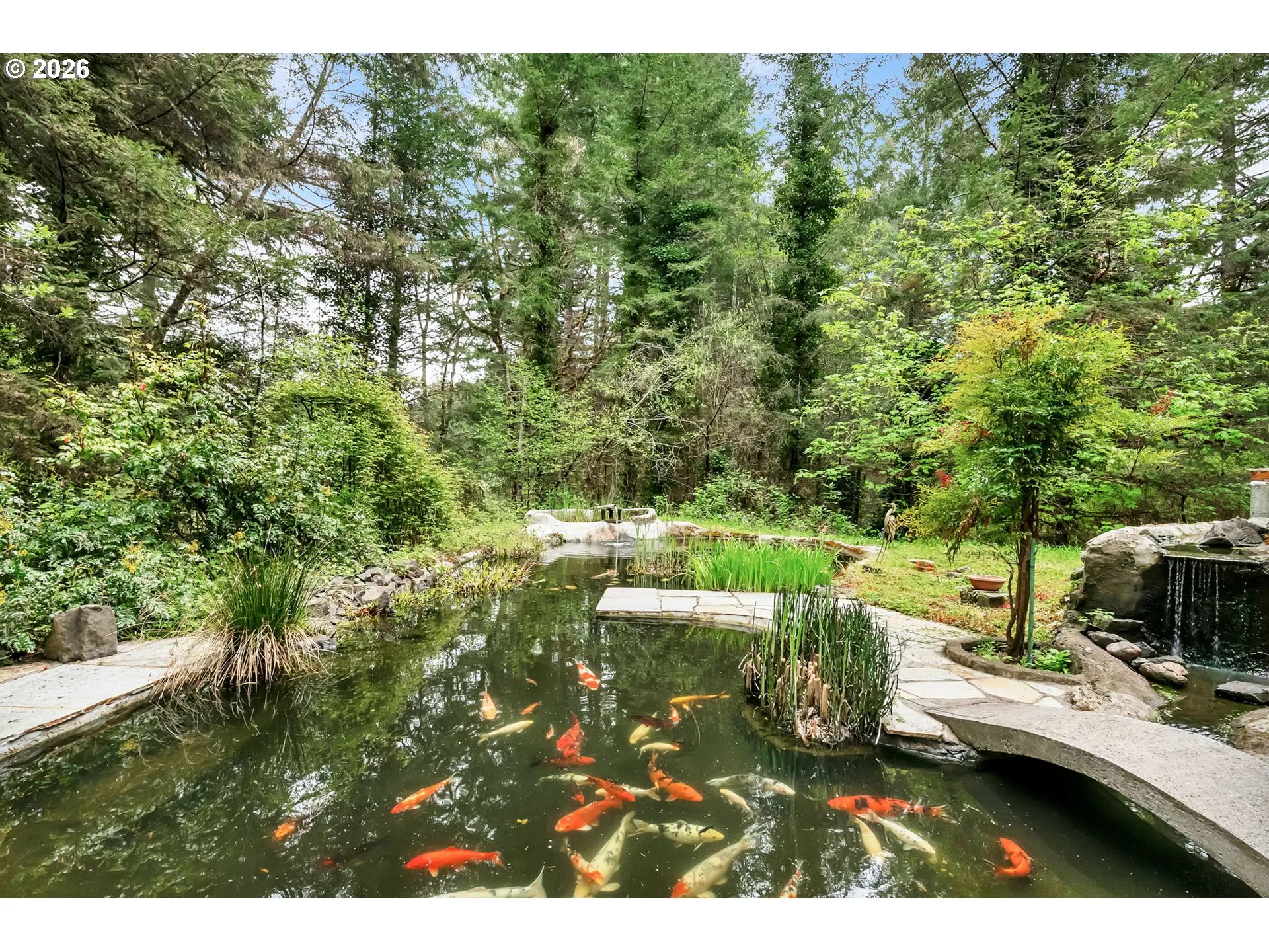 Pond-Koi