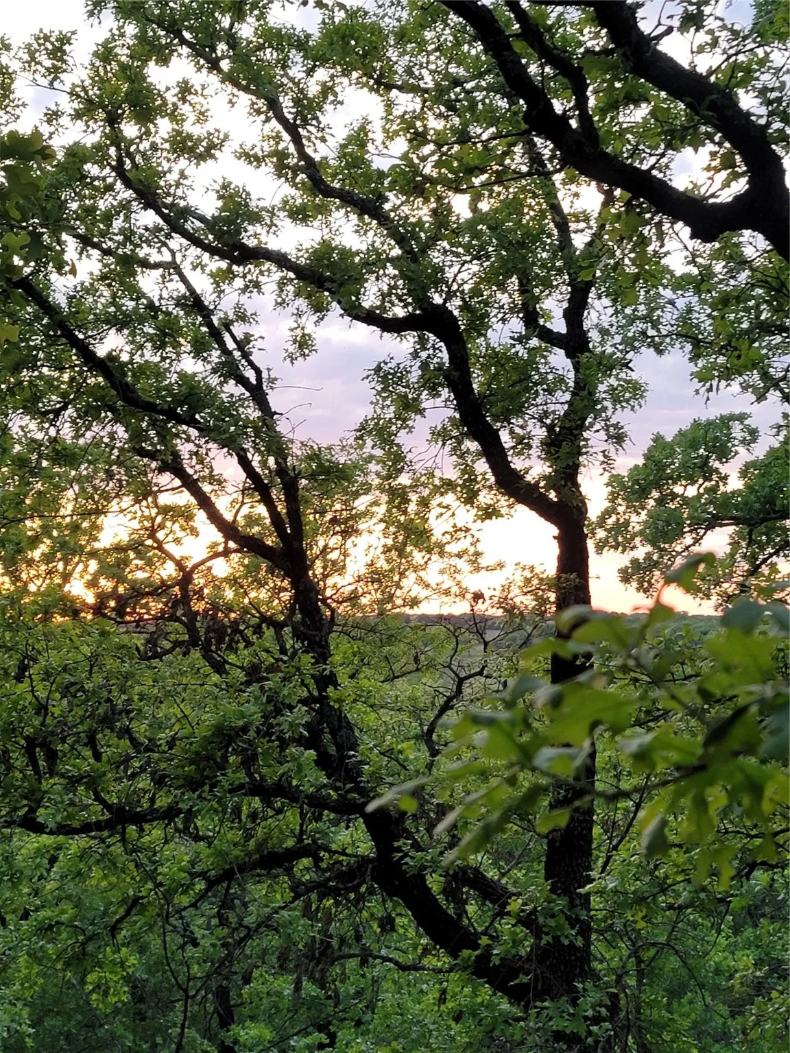 Ranch For Sale in Montague County , 00000 Hwy 59 S, Bowie, Texas 76230, 0, 0, Garage spaces, 0 Sqft, built in 0, Price $375,375, mls#14626757, Real Estate Agent in Bowie, Homes For Sale in Montague county, Homes For Sale in Bowie, Realtor in Bowie Texas, Real Estate Brokerage Independent Realty Texas, Luminita Cordes Realtor