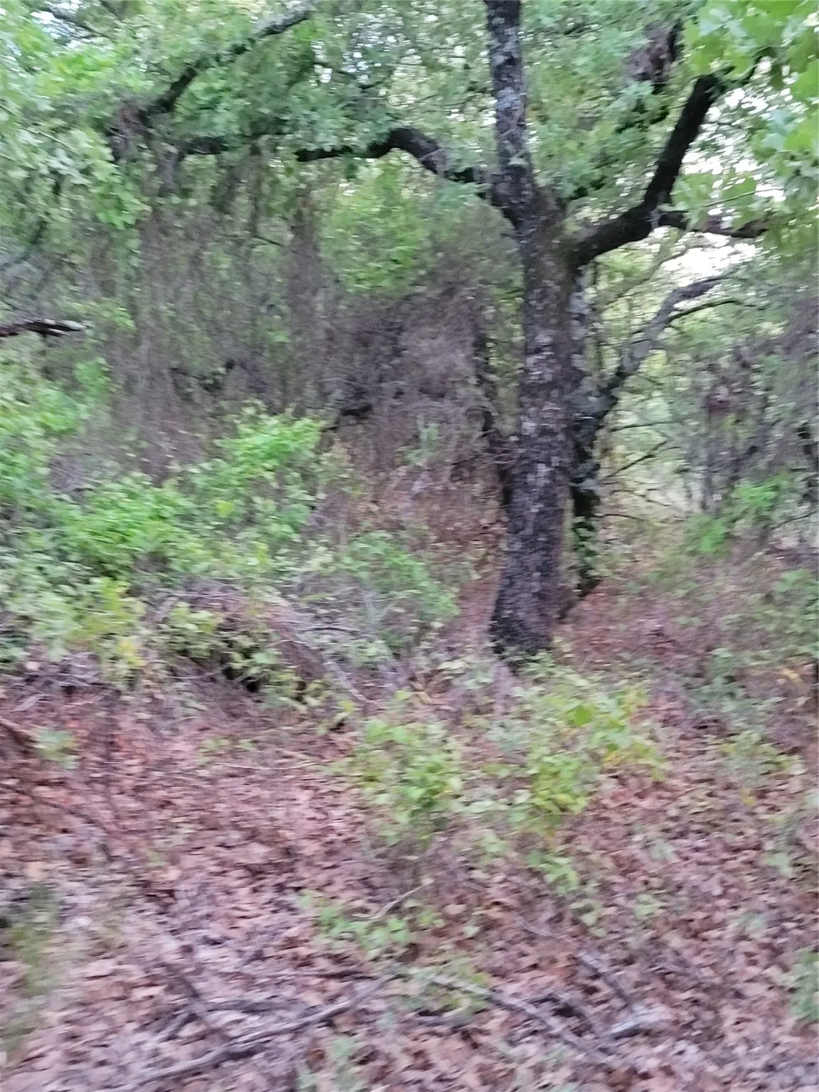 Ranch For Sale in Montague County , 00000 Hwy 59 S, Bowie, Texas 76230, 0, 0, Garage spaces, 0 Sqft, built in 0, Price $375,375, mls#14626757, Real Estate Agent in Bowie, Homes For Sale in Montague county, Homes For Sale in Bowie, Realtor in Bowie Texas, Real Estate Brokerage Independent Realty Texas, Luminita Cordes Realtor