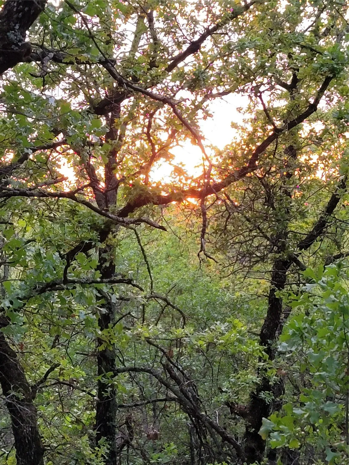 Ranch For Sale in Montague County , 00000 Hwy 59 S, Bowie, Texas 76230, 0, 0, Garage spaces, 0 Sqft, built in 0, Price $375,375, mls#14626757, Real Estate Agent in Bowie, Homes For Sale in Montague county, Homes For Sale in Bowie, Realtor in Bowie Texas, Real Estate Brokerage Independent Realty Texas, Luminita Cordes Realtor
