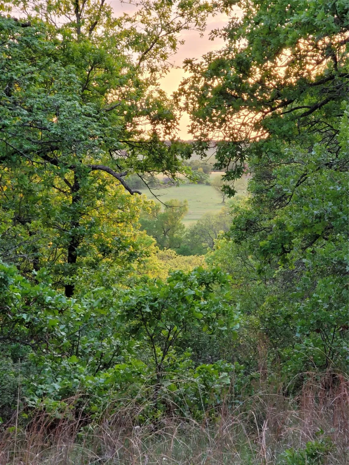 Ranch For Sale in Montague County , 00000 Hwy 59 S, Bowie, Texas 76230, 0, 0, Garage spaces, 0 Sqft, built in 0, Price $375,375, mls#14626757, Real Estate Agent in Bowie, Homes For Sale in Montague county, Homes For Sale in Bowie, Realtor in Bowie Texas, Real Estate Brokerage Independent Realty Texas, Luminita Cordes Realtor