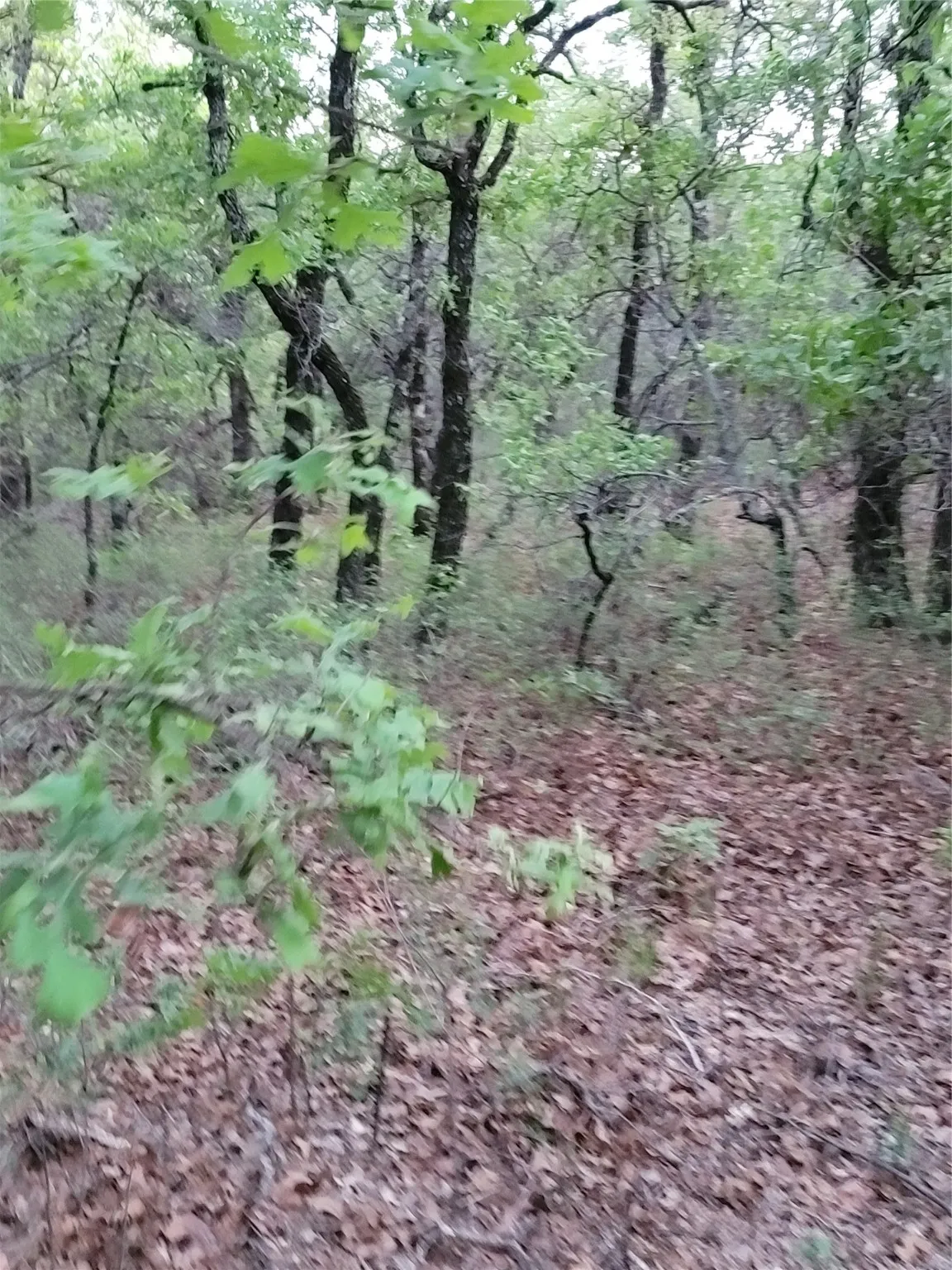 Ranch For Sale in Montague County , 00000 Hwy 59 S, Bowie, Texas 76230, 0, 0, Garage spaces, 0 Sqft, built in 0, Price $375,375, mls#14626757, Real Estate Agent in Bowie, Homes For Sale in Montague county, Homes For Sale in Bowie, Realtor in Bowie Texas, Real Estate Brokerage Independent Realty Texas, Luminita Cordes Realtor