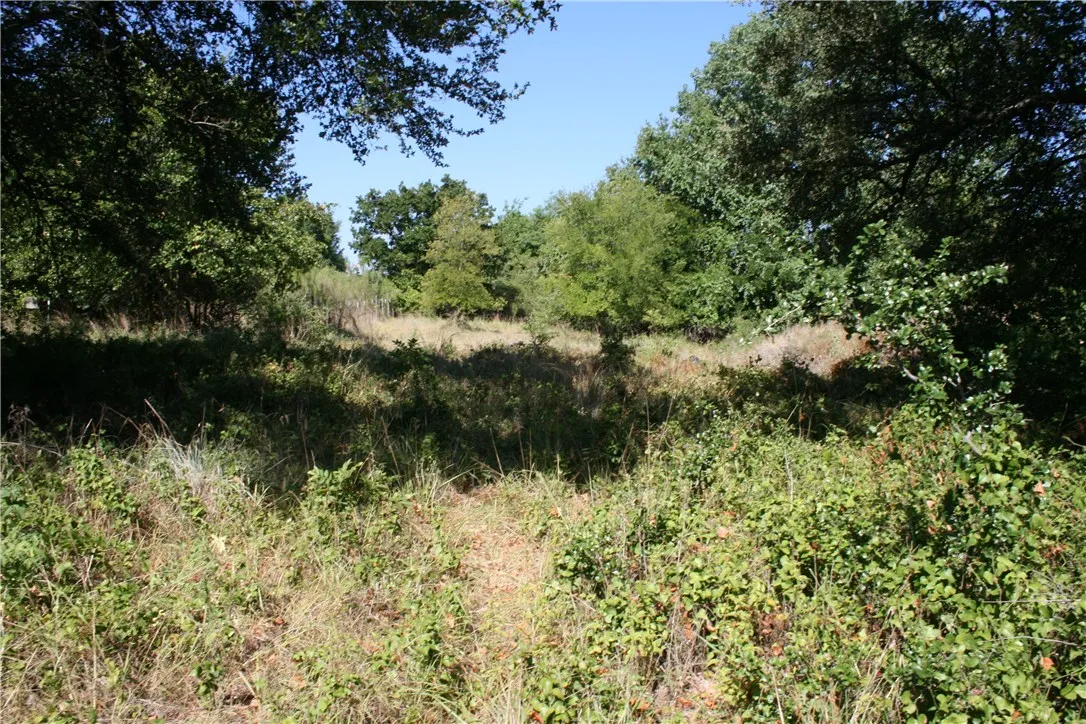 Wooded area