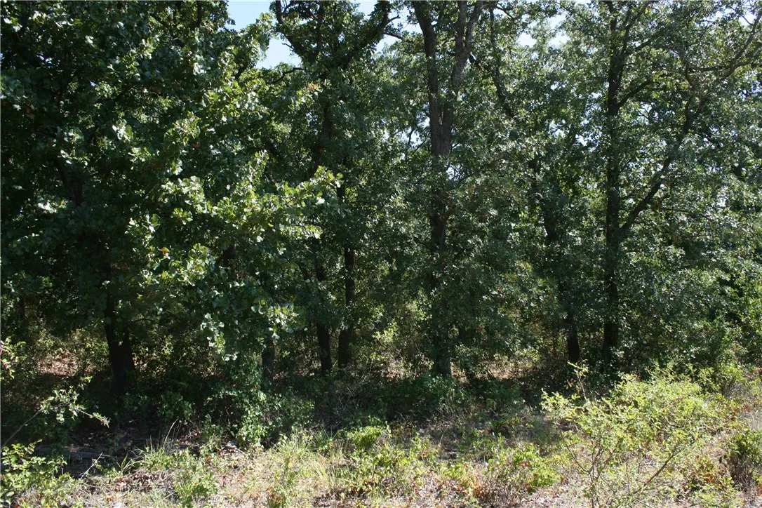 Trees