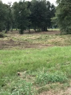 Unimproved Land For Sale in Liberty County , 1201 HWY 146 ByPass Bypass, Liberty, Texas 77575, 0, 0, Garage spaces, 0 Sqft, built in 0, mls#13681403, Real Estate Agent in Liberty, Homes For Sale in Liberty county, Homes For Sale in Liberty, Realtor in Liberty Texas, Real Estate Brokerage Independent Realty Texas, Luminita Cordes Realtor