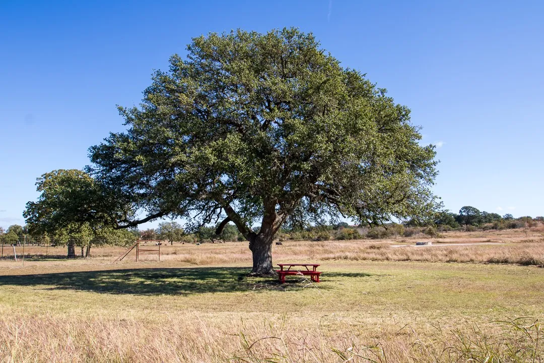 Unimproved Land For Sale in Williamson County , 404 Strada Luca, Florence, Texas 76527, 0, 0, Garage spaces, 0 Sqft, built in 0, Price $302,253, mls#20004841, Real Estate Agent in Florence, Homes For Sale in Williamson county, Homes For Sale in Florence, Realtor in Florence Texas, Real Estate Brokerage Independent Realty Texas, Luminita Cordes Realtor