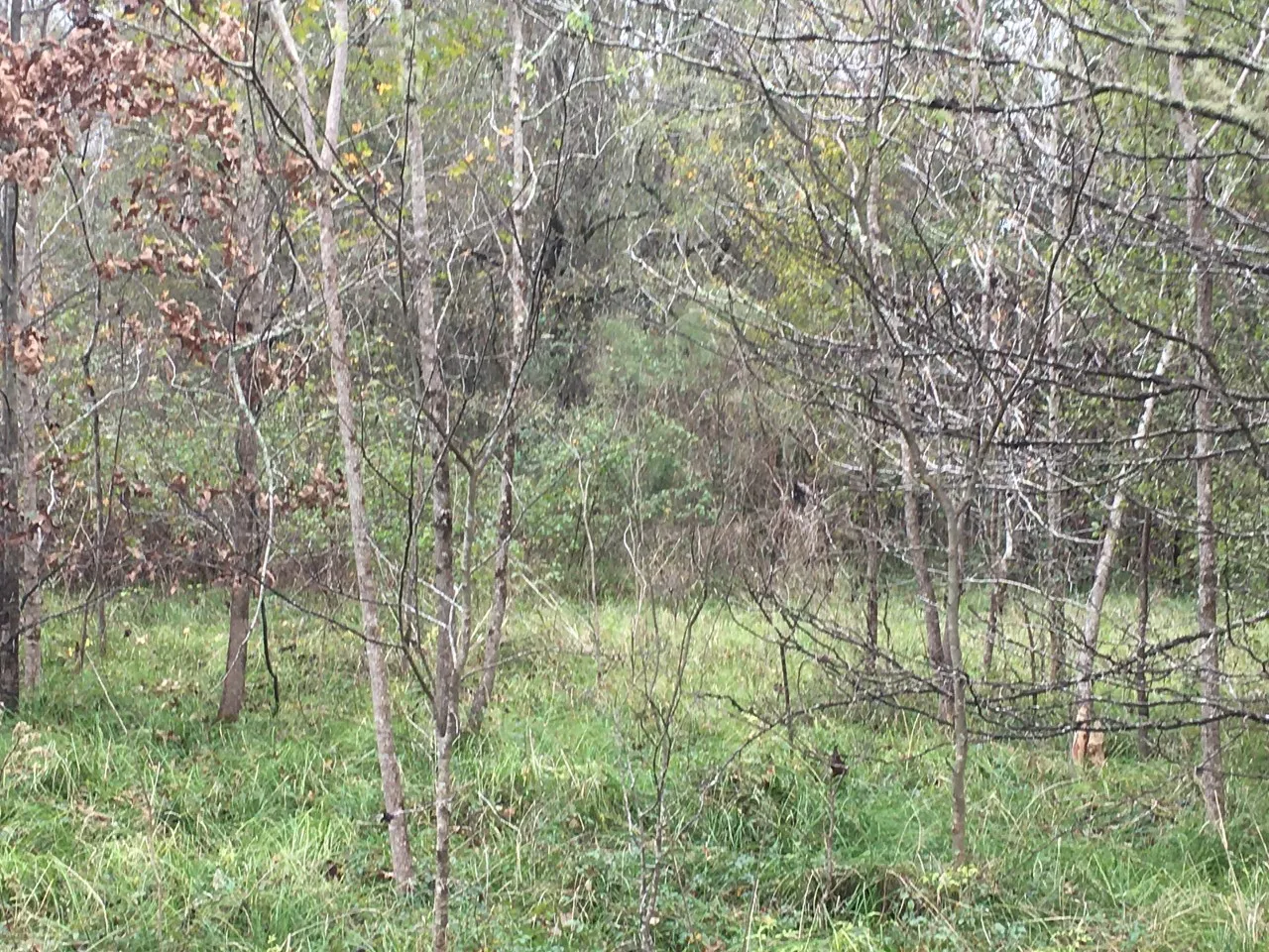 Unimproved Land For Sale in San Jacinto County , TBD Big Creek, Shepherd, Texas 77371, 0, 0, Garage spaces, 0 Sqft, built in 0, Price $6,800, mls#20049764, Real Estate Agent in Shepherd, Homes For Sale in San Jacinto county, Homes For Sale in Shepherd, Realtor in Shepherd Texas, Real Estate Brokerage Independent Realty Texas, Luminita Cordes Realtor