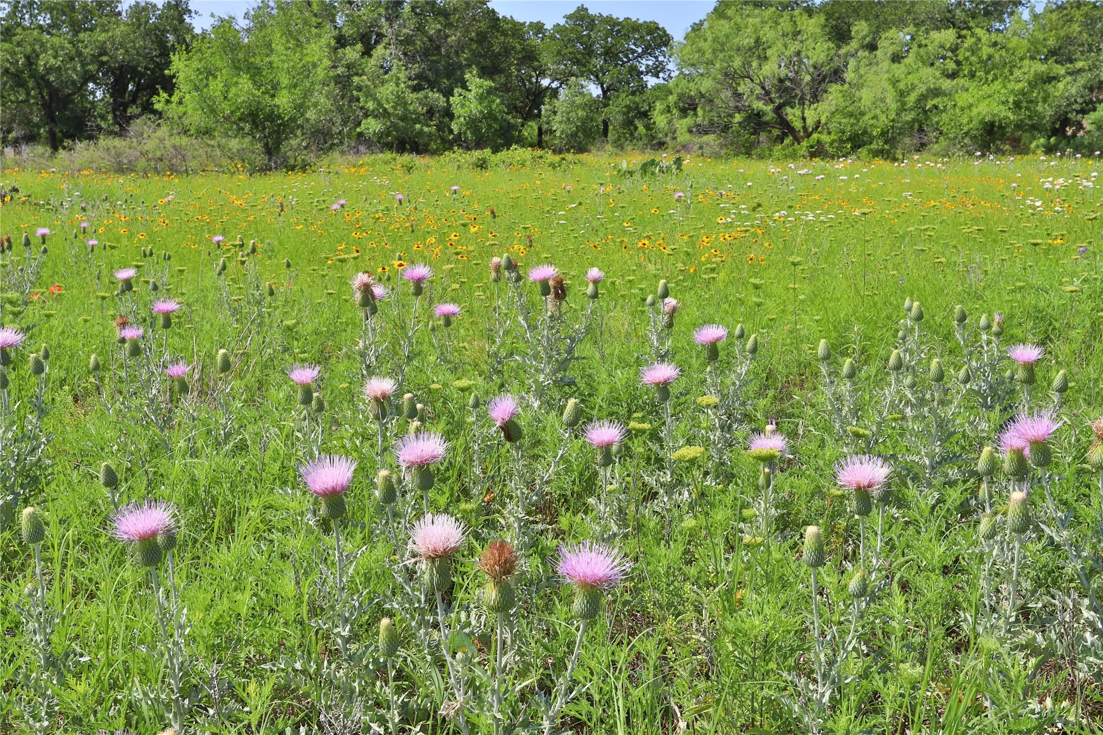 Unimproved Land For Sale in Palo Pinto County , B26 Post Oak Road, Gordon, Texas 76453, 0, 0, Garage spaces, 0 Sqft, built in 0, Price $49,900, mls#20089151, Real Estate Agent in Gordon, Homes For Sale in Palo Pinto county, Homes For Sale in Gordon, Realtor in Gordon Texas, Real Estate Brokerage Independent Realty Texas, Luminita Cordes Realtor