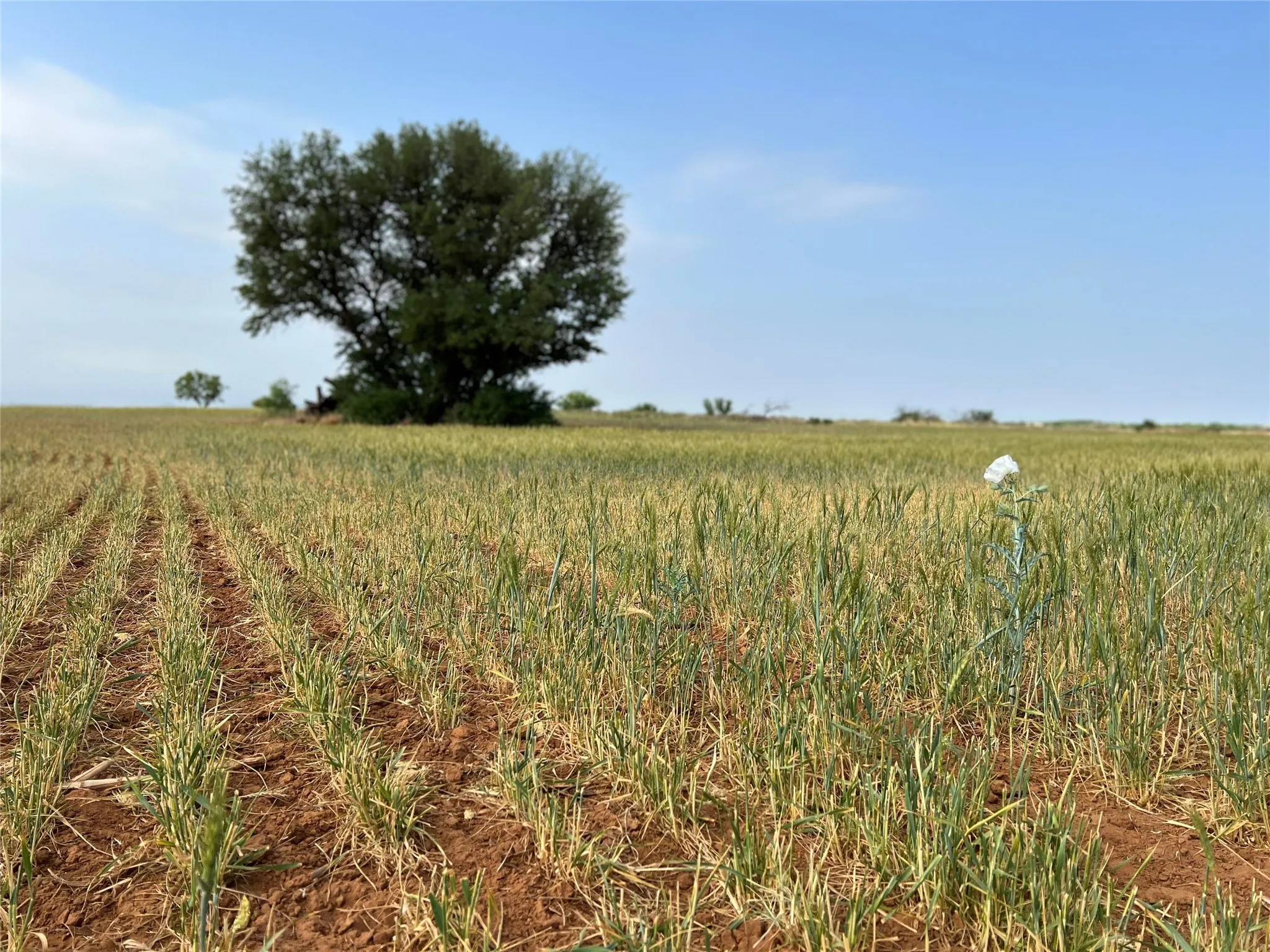 Ranch For Sale in Coke County , TBD U S Highway 277, Bronte, Texas 76933, 0, 0, Garage spaces, 0 Sqft, built in 0, Price $99,000, mls#20096463, Real Estate Agent in Bronte, Homes For Sale in Coke county, Homes For Sale in Bronte, Realtor in Bronte Texas, Real Estate Brokerage Independent Realty Texas, Luminita Cordes Realtor