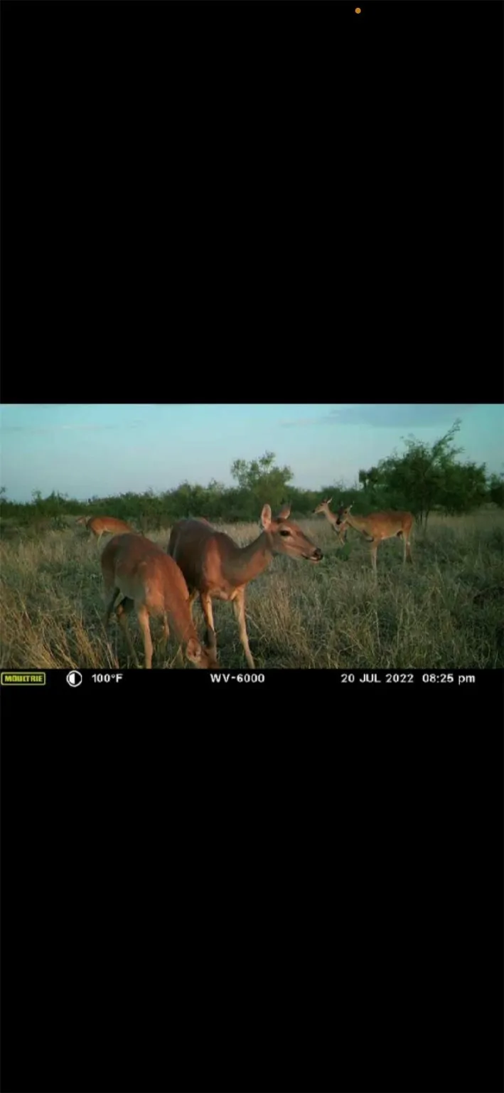 Ranch For Sale in Coke County , TBD U S Highway 277, Bronte, Texas 76933, 0, 0, Garage spaces, 0 Sqft, built in 0, Price $99,000, mls#20096463, Real Estate Agent in Bronte, Homes For Sale in Coke county, Homes For Sale in Bronte, Realtor in Bronte Texas, Real Estate Brokerage Independent Realty Texas, Luminita Cordes Realtor
