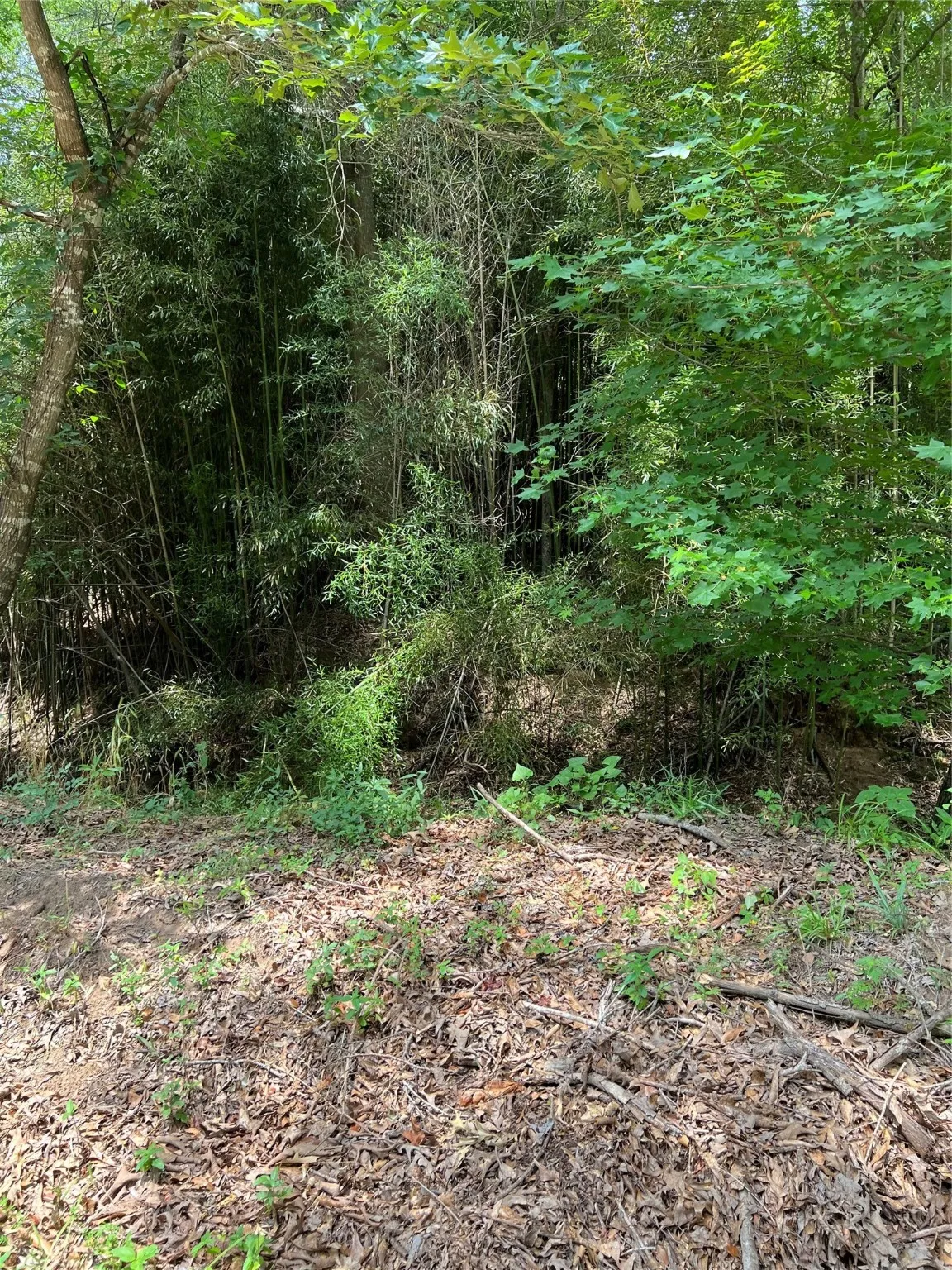 Unimproved Land For Sale in Franklin (TX) County , 00 CR 4131, Mount Vernon, Texas 75457, 0, 0, Garage spaces, 0 Sqft, built in 0, Price $113,200, mls#20123463, Real Estate Agent in Mount Vernon, Homes For Sale in Franklin (TX) county, Homes For Sale in Mount Vernon, Realtor in Mount Vernon Texas, Real Estate Brokerage Independent Realty Texas, Luminita Cordes Realtor