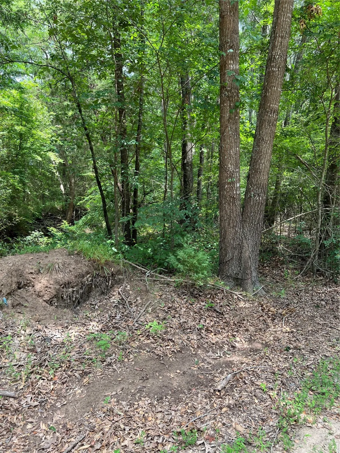 Unimproved Land For Sale in Franklin (TX) County , 00 CR 4131, Mount Vernon, Texas 75457, 0, 0, Garage spaces, 0 Sqft, built in 0, Price $113,200, mls#20123463, Real Estate Agent in Mount Vernon, Homes For Sale in Franklin (TX) county, Homes For Sale in Mount Vernon, Realtor in Mount Vernon Texas, Real Estate Brokerage Independent Realty Texas, Luminita Cordes Realtor