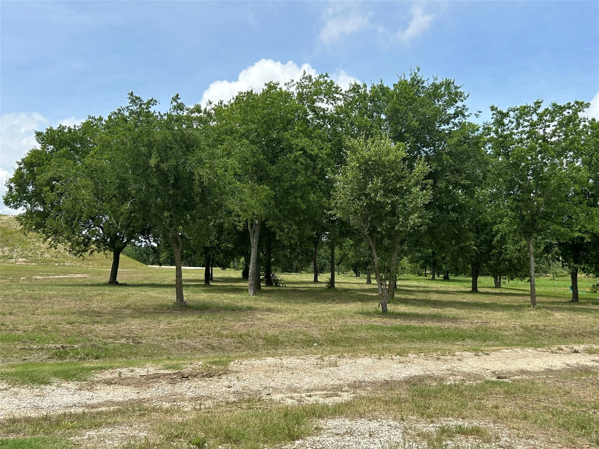 Lots of trees