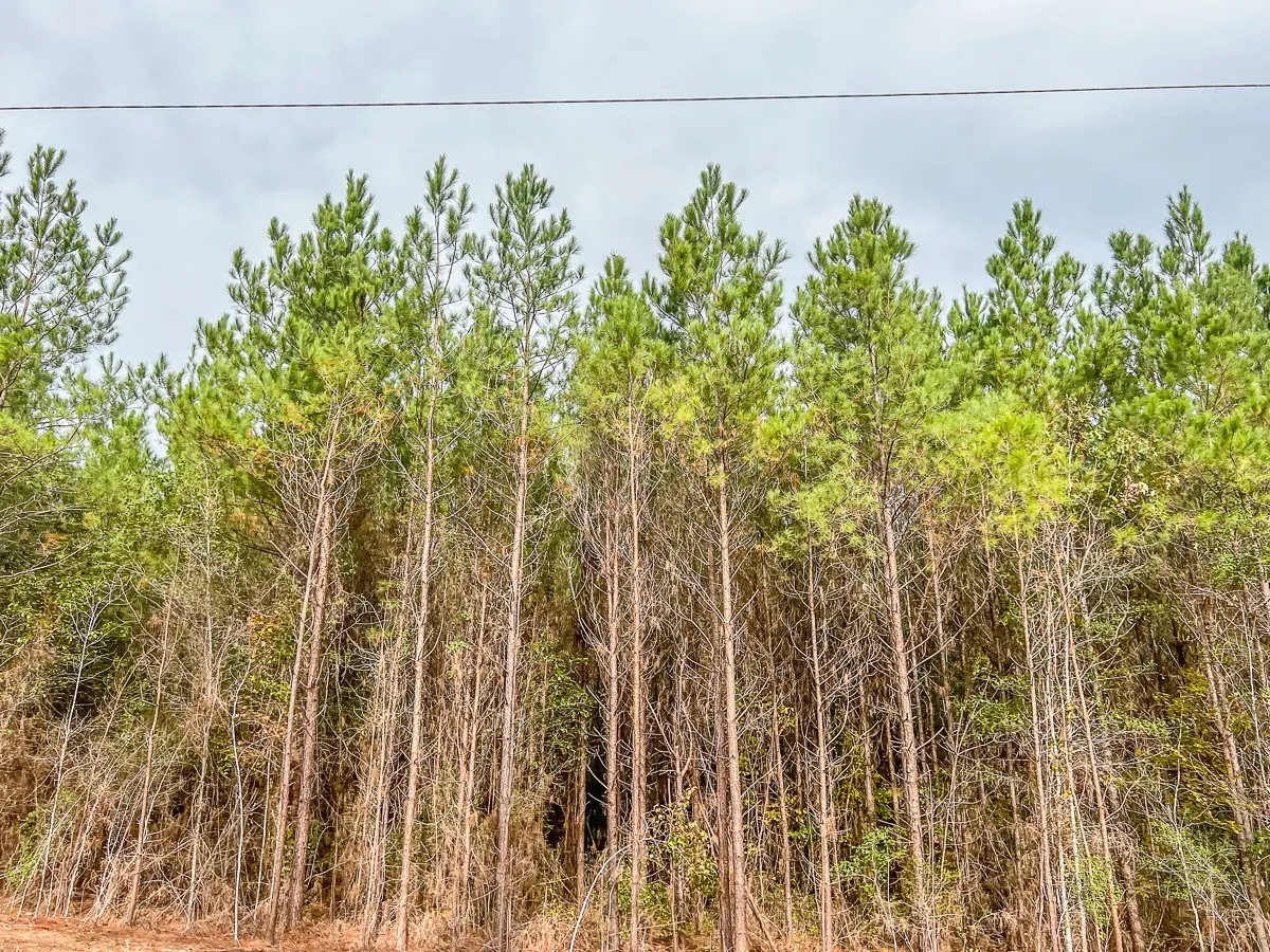 Ranch For Sale in Liberty County , 07 CR 2305 S, Cleveland, Texas 77327, 0, 0, Garage spaces, 0 Sqft, built in 0, Price $133,000, mls#20237920, Real Estate Agent in Cleveland, Homes For Sale in Liberty county, Homes For Sale in Cleveland, Realtor in Cleveland Texas, Real Estate Brokerage Independent Realty Texas, Luminita Cordes Realtor