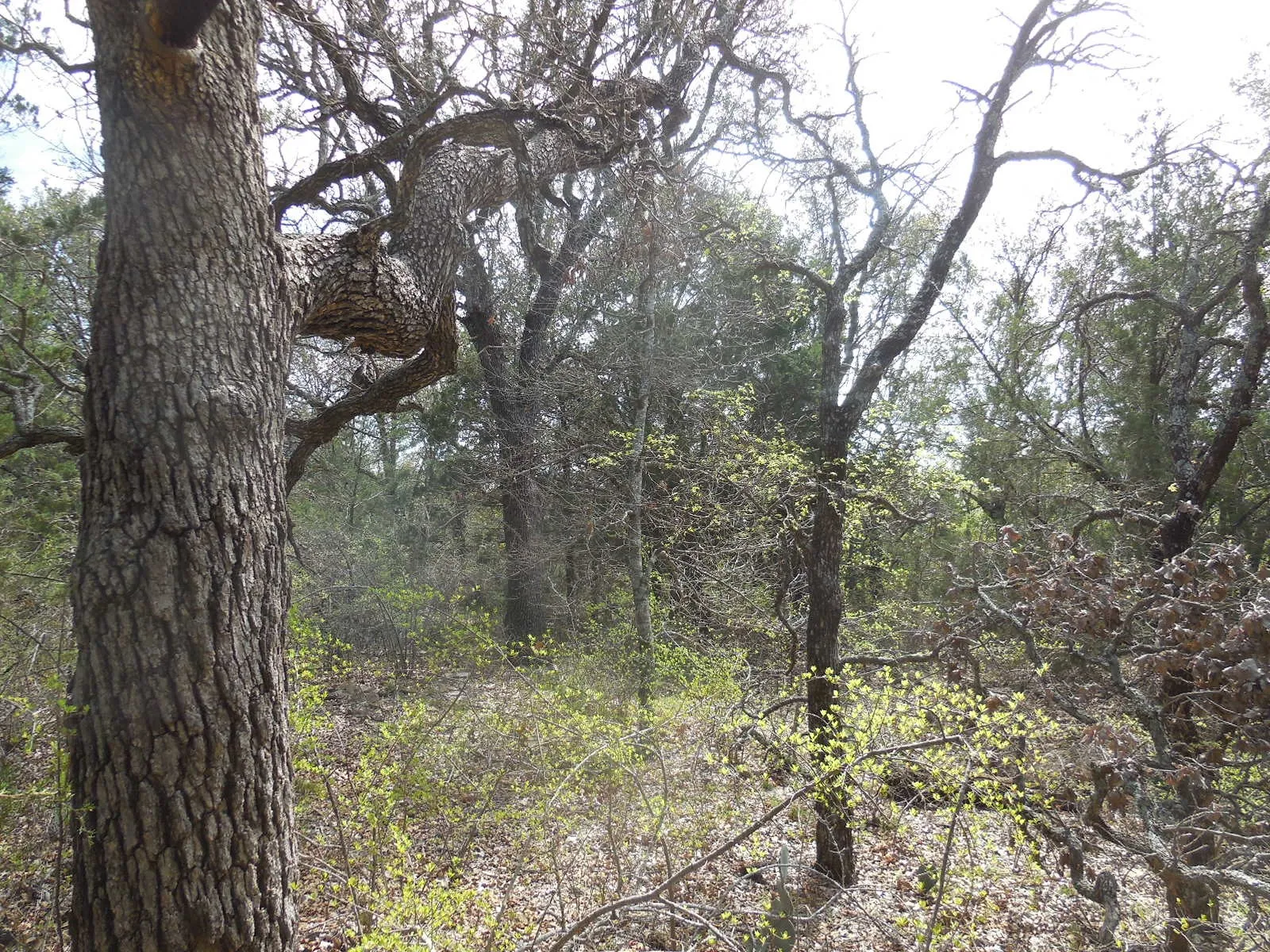 Unimproved Land For Sale in Eastland County , Lot 3-4 Southview Lane, Eastland, Texas 76448, 0, 0, Garage spaces, 0 Sqft, built in 0, mls#20277870, Real Estate Agent in Eastland, Homes For Sale in Eastland county, Homes For Sale in Eastland, Realtor in Eastland Texas, Real Estate Brokerage Independent Realty Texas, Luminita Cordes Realtor