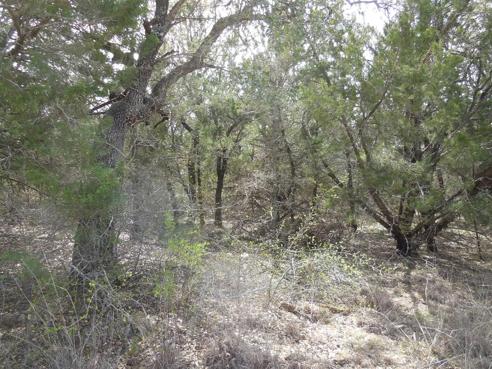 Unimproved Land For Sale in Eastland County , Lot 3-4 Southview Lane, Eastland, Texas 76448, 0, 0, Garage spaces, 0 Sqft, built in 0, mls#20277870, Real Estate Agent in Eastland, Homes For Sale in Eastland county, Homes For Sale in Eastland, Realtor in Eastland Texas, Real Estate Brokerage Independent Realty Texas, Luminita Cordes Realtor