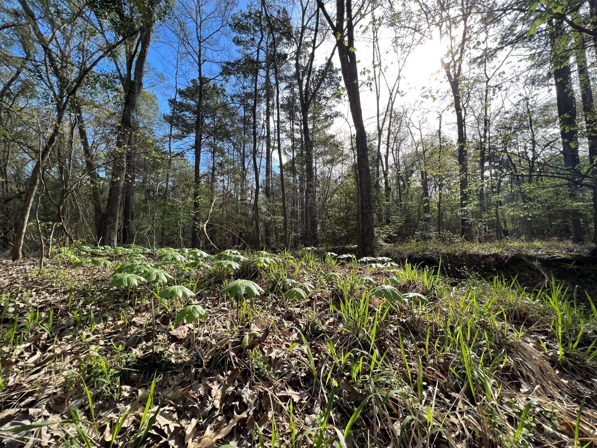Unimproved Land For Sale in Smith County , 000 County Road 434, Lindale, Texas 75771, 0, 0, Garage spaces, 0 Sqft, built in 0, mls#20284183, Real Estate Agent in Lindale, Homes For Sale in Smith county, Homes For Sale in Lindale, Realtor in Lindale Texas, Real Estate Brokerage Independent Realty Texas, Luminita Cordes Realtor