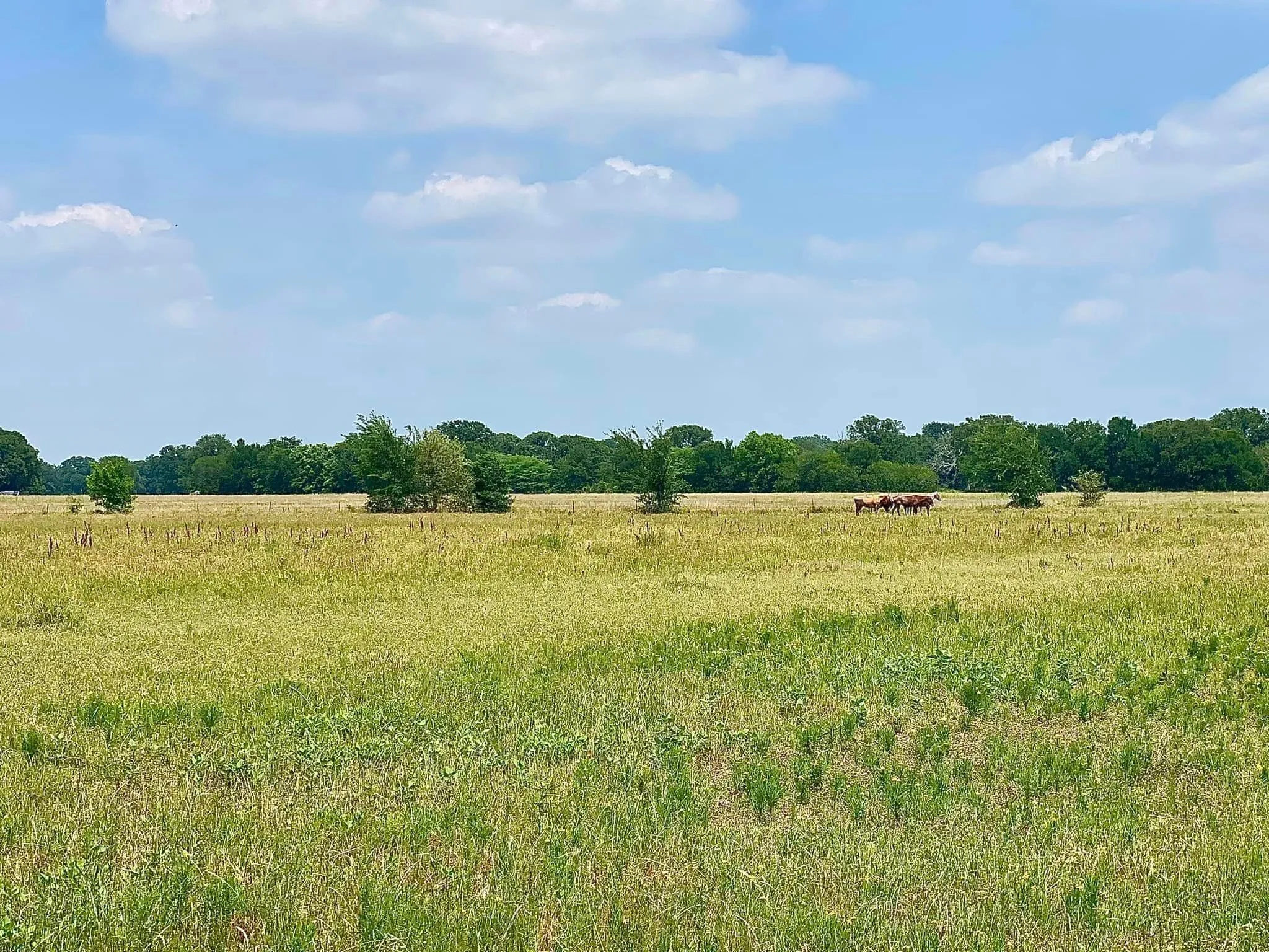 Single Family Residence For Sale in Kaufman County , 12053 S HWY 34, Scurry, Texas 75158, 3 Bedroom, 2 Bathroom, 2 Garage spaces, 1,646 Sqft, built in 1994, Preowned, mls#20298010, Real Estate Agent in Scurry, Homes For Sale in Kaufman county, Homes For Sale in Scurry, Realtor in Scurry Texas, Real Estate Brokerage Independent Realty Texas, Luminita Cordes Realtor