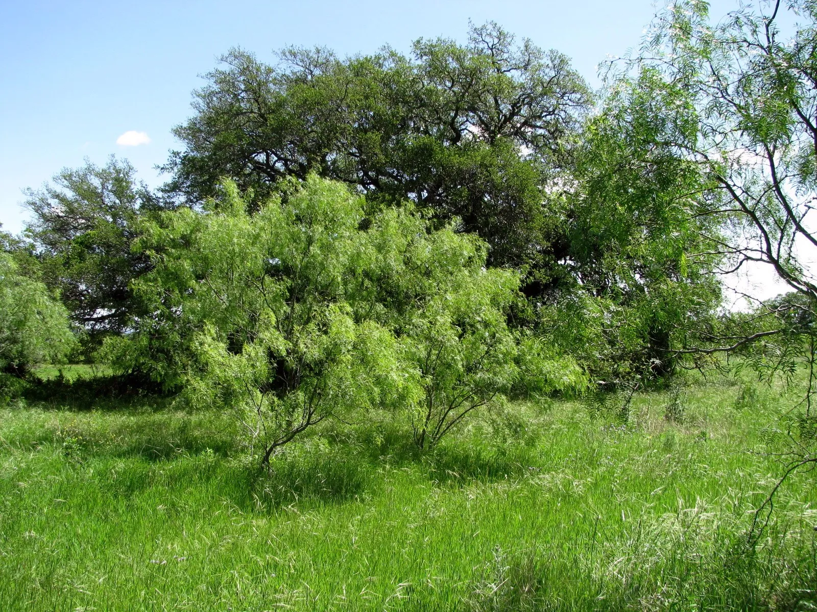 Single Family Residence For Sale in Coryell County , 6630 Fm 183, Evant, Texas 76525, 3 Bedroom, 2 Bathroom, Garage spaces, 1,134 Sqft, built in 1955, Preowned, mls#20316004, Real Estate Agent in Evant, Homes For Sale in Coryell county, Homes For Sale in Evant, Realtor in Evant Texas, Real Estate Brokerage Independent Realty Texas, Luminita Cordes Realtor