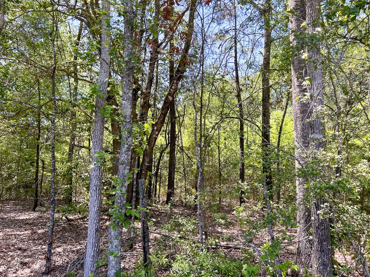 Unimproved Land For Sale in Angelina County , 0 Lane Drive, Lufkin, Texas 75904, 0, 0, Garage spaces, 0 Sqft, built in 1900, Unknown, Price $550,502, mls#20317826, Real Estate Agent in Lufkin, Homes For Sale in Angelina county, Homes For Sale in Lufkin, Realtor in Lufkin Texas, Real Estate Brokerage Independent Realty Texas, Luminita Cordes Realtor