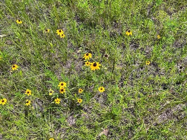Unimproved Land For Sale in Tyler County , 00 FM 92, Colmesneil, Texas 75938, 0, 0, Garage spaces, 0 Sqft, built in 0, Price $230,945, mls#20360758, Real Estate Agent in Colmesneil, Homes For Sale in Tyler county, Homes For Sale in Colmesneil, Realtor in Colmesneil Texas, Real Estate Brokerage Independent Realty Texas, Luminita Cordes Realtor