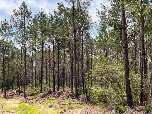 Unimproved Land For Sale in Tyler County , 00 FM 92, Colmesneil, Texas 75938, 0, 0, Garage spaces, 0 Sqft, built in 0, Price $230,945, mls#20360758, Real Estate Agent in Colmesneil, Homes For Sale in Tyler county, Homes For Sale in Colmesneil, Realtor in Colmesneil Texas, Real Estate Brokerage Independent Realty Texas, Luminita Cordes Realtor